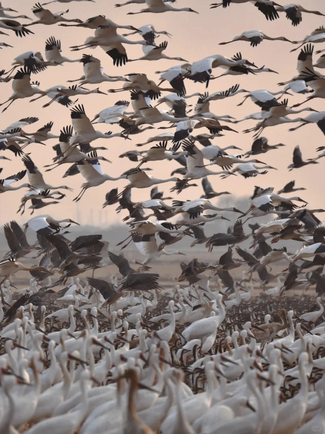 Siberian Crane