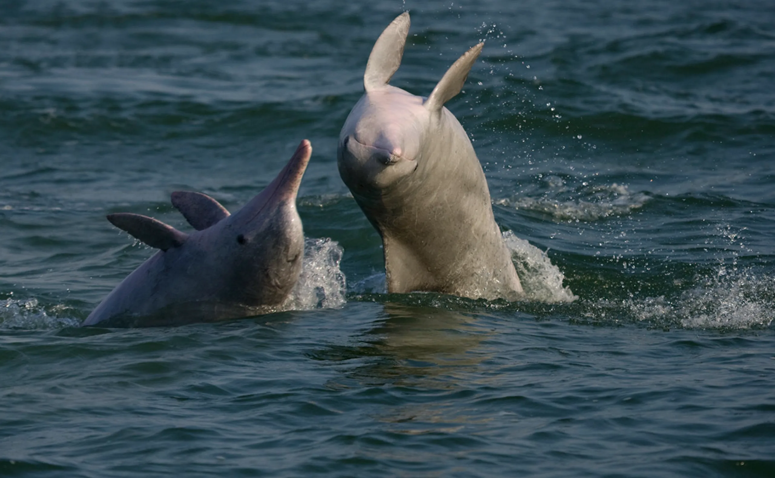 Indo-Pacific humpback dolphin