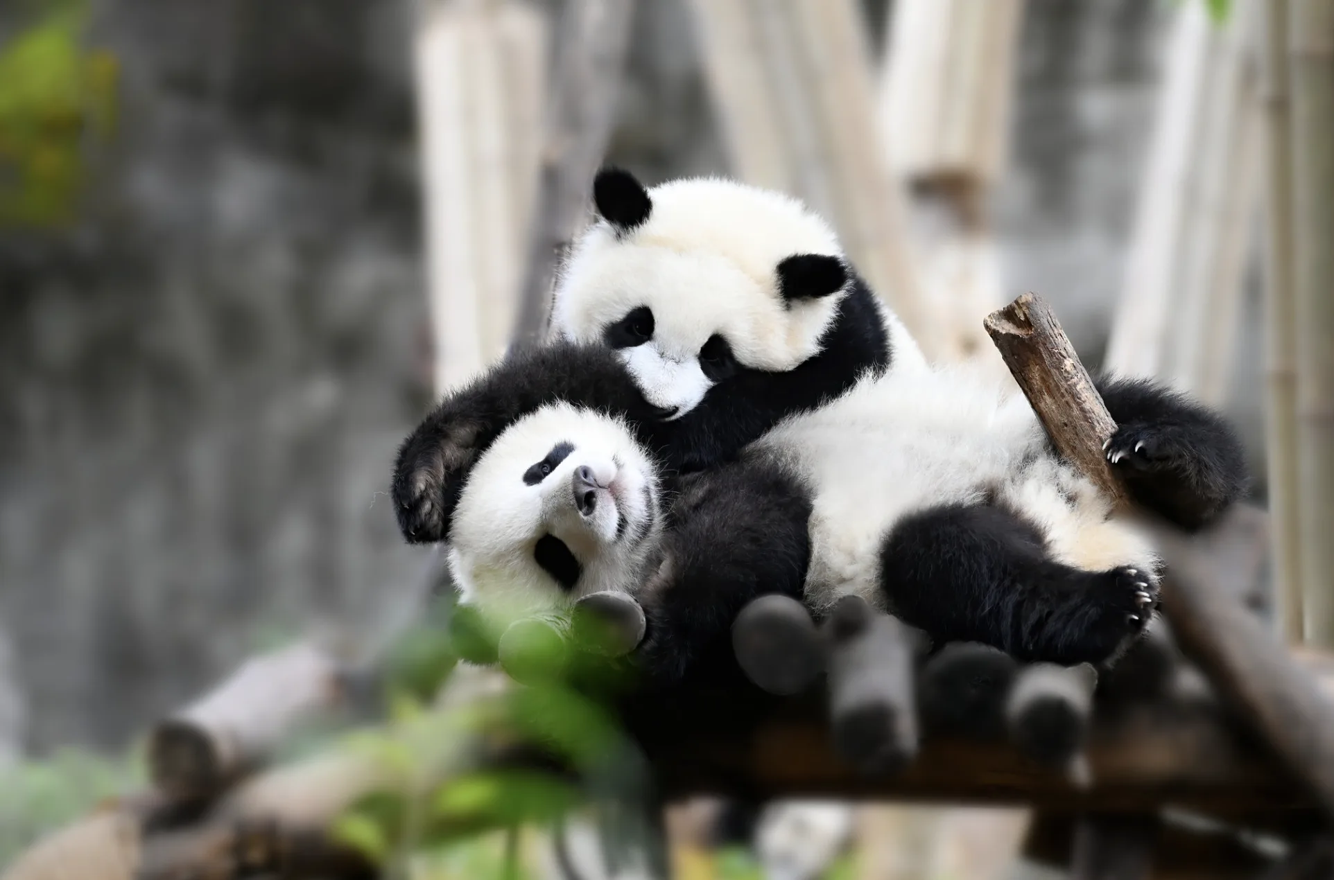 Panda