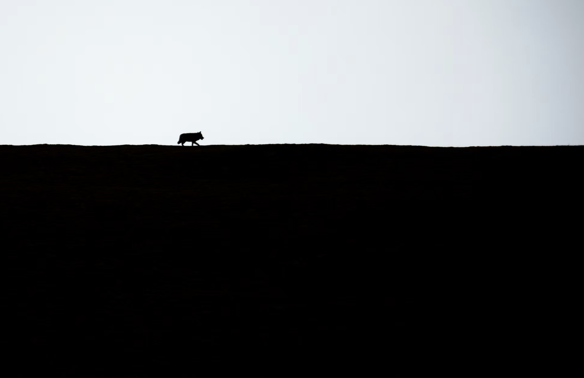 Maarten's Wildlife Photography Journey in Xialaxiu with Eastogo
