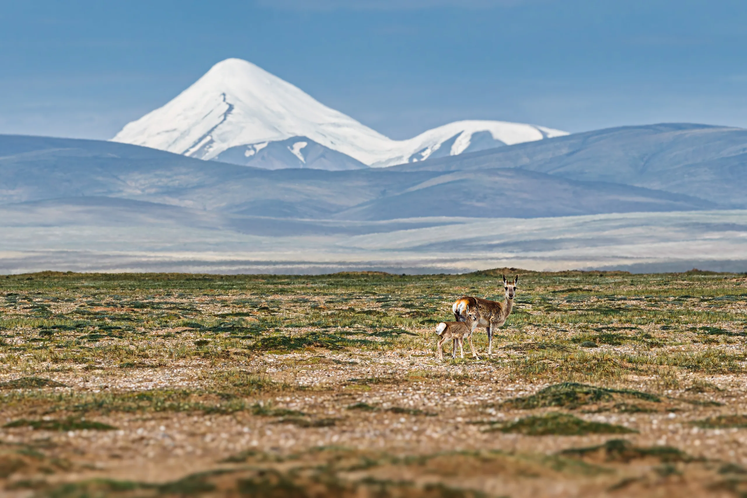 Wildlife in Qinghai Kekexili