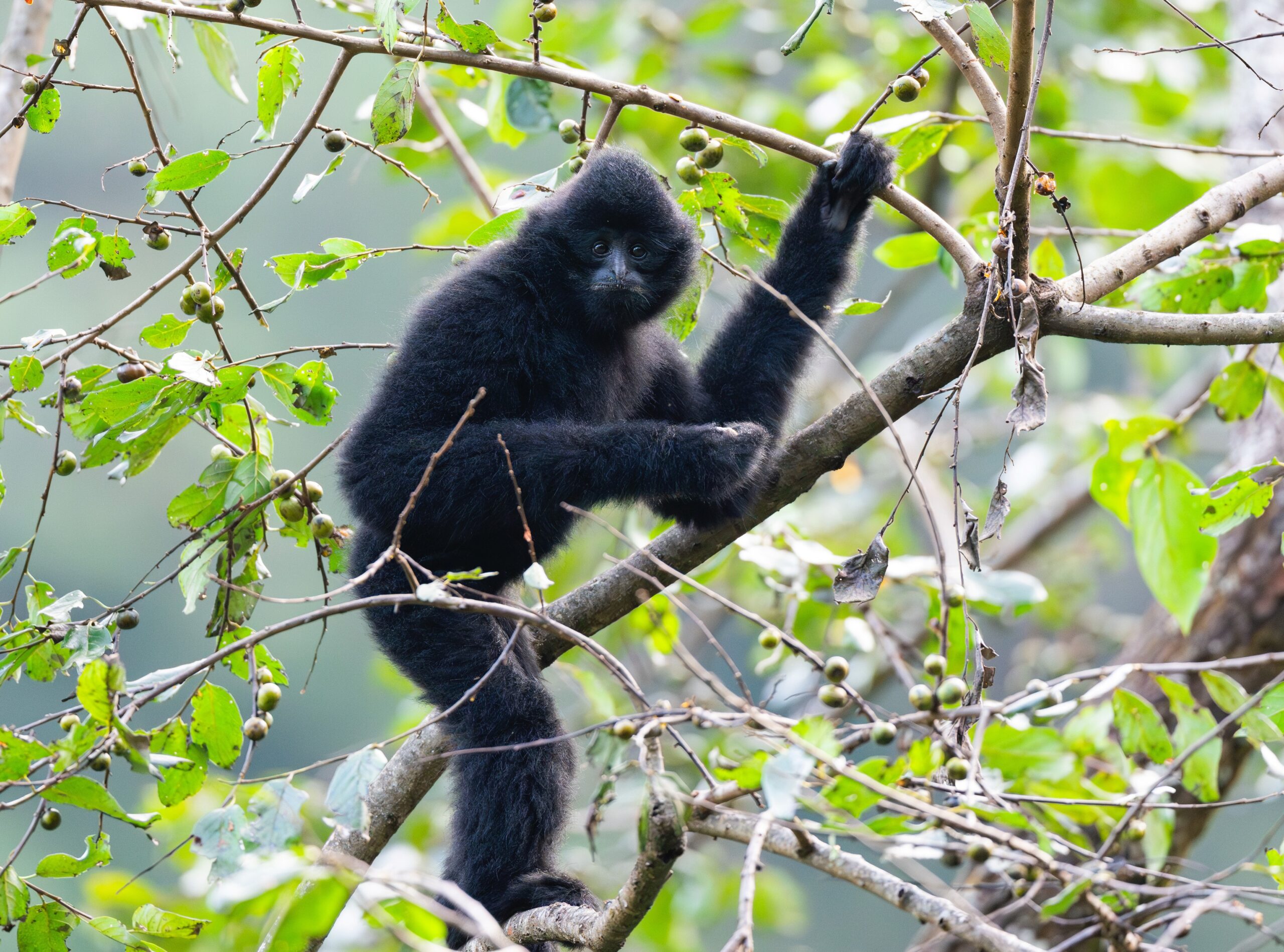 Western Black-crested Gibbon (Male)