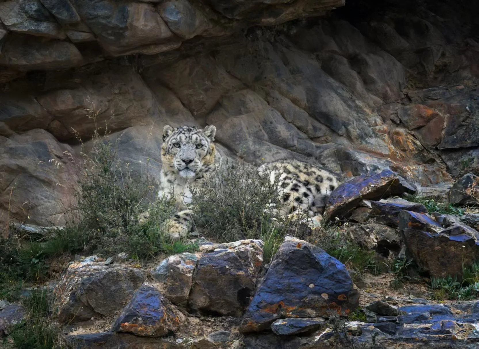 Snow Leopard in Dulan