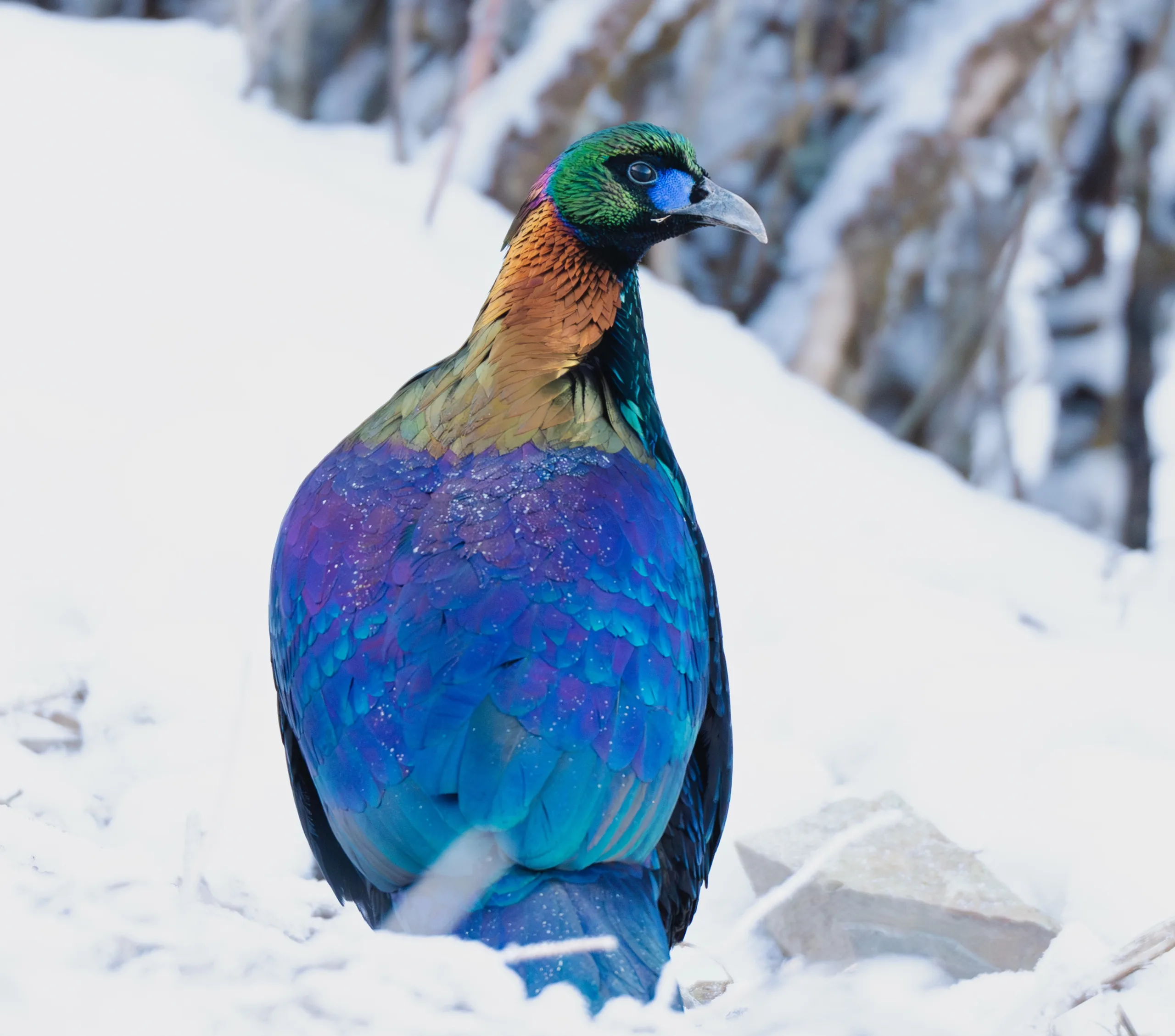 Chinese Monal