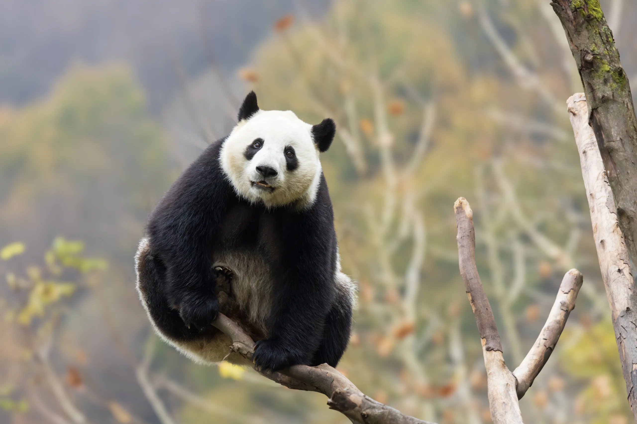 Face-to-Face with Pandas