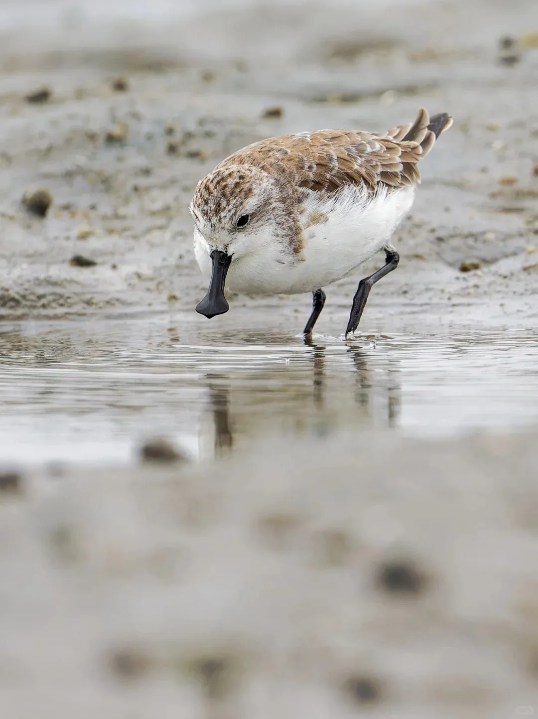 Spoon-billed Sandpiper