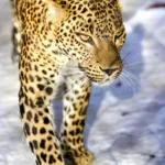 leopard