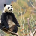 wolong panda