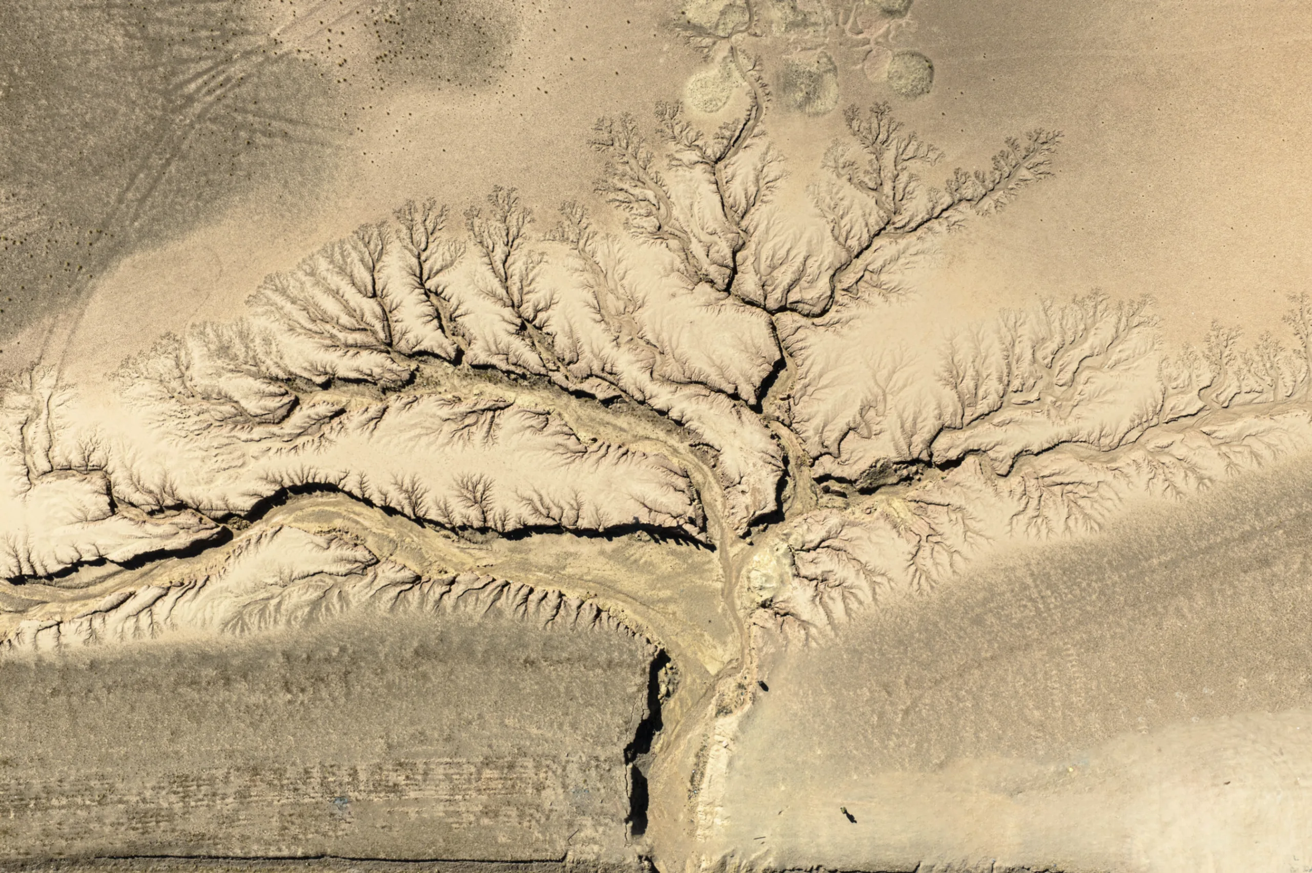Tree of Heaven in Tibet