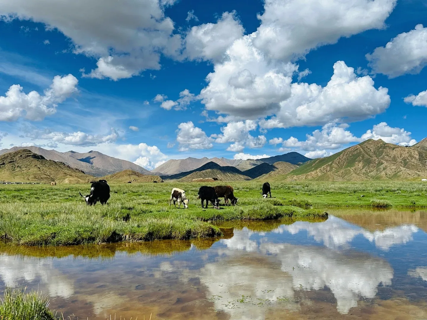 sangsang grassland