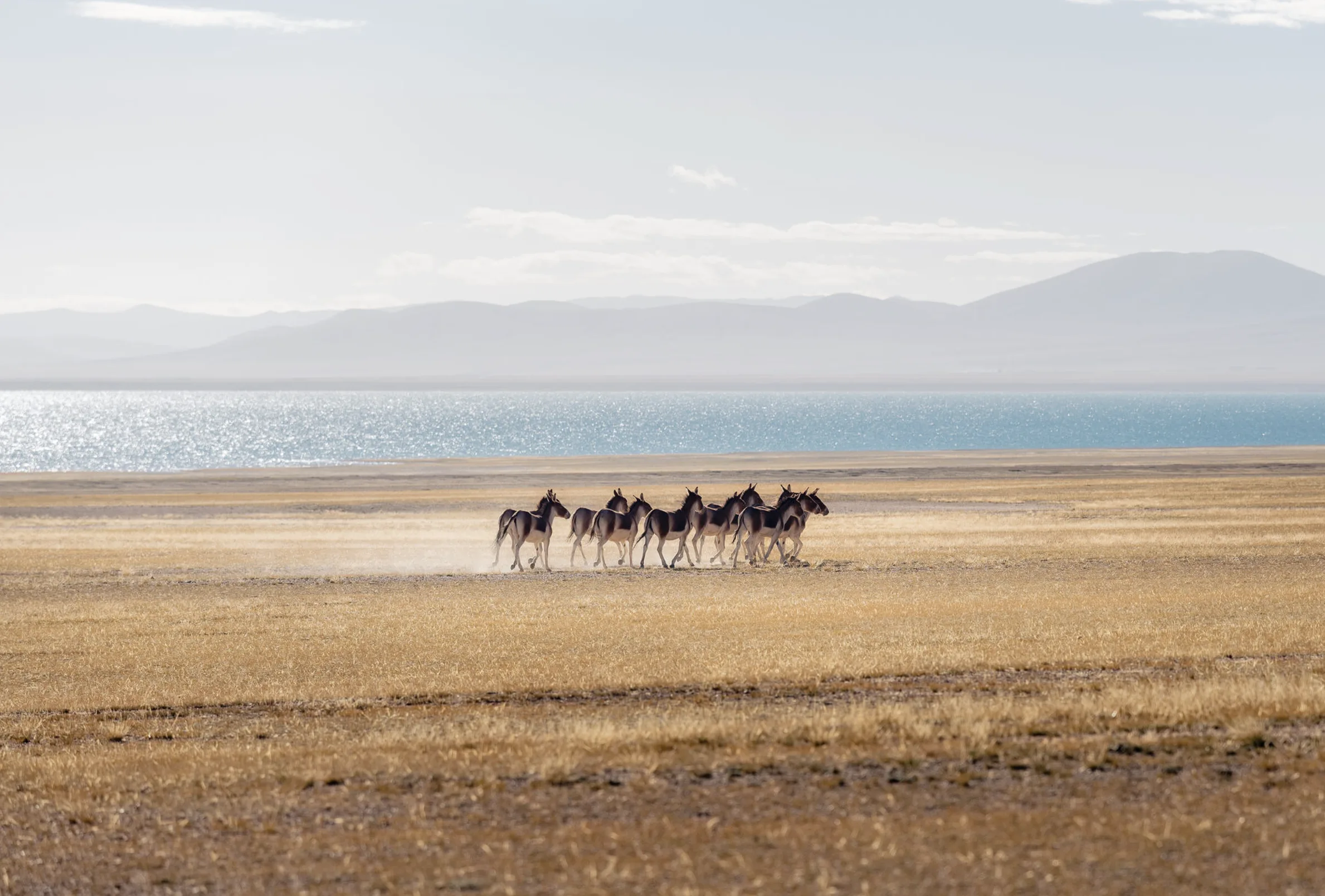wildlife in Tibet