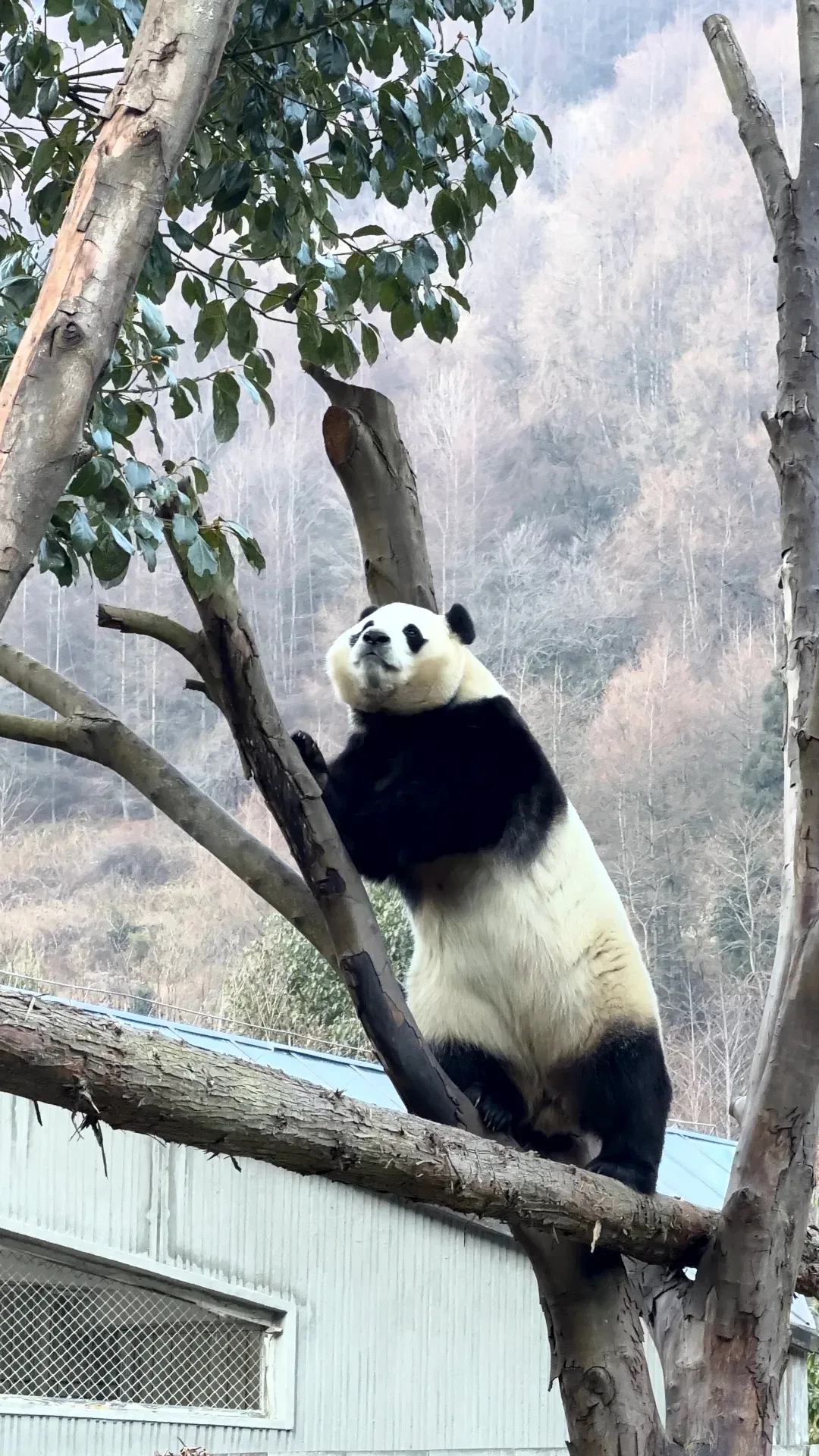 panda