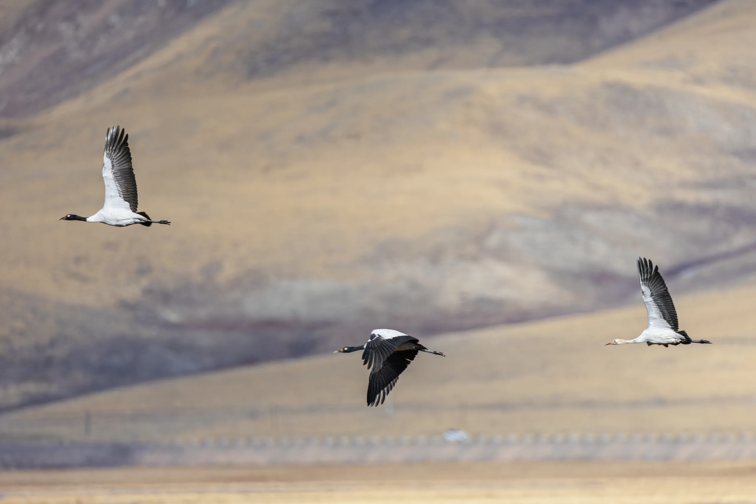 Black_Necked_Crane