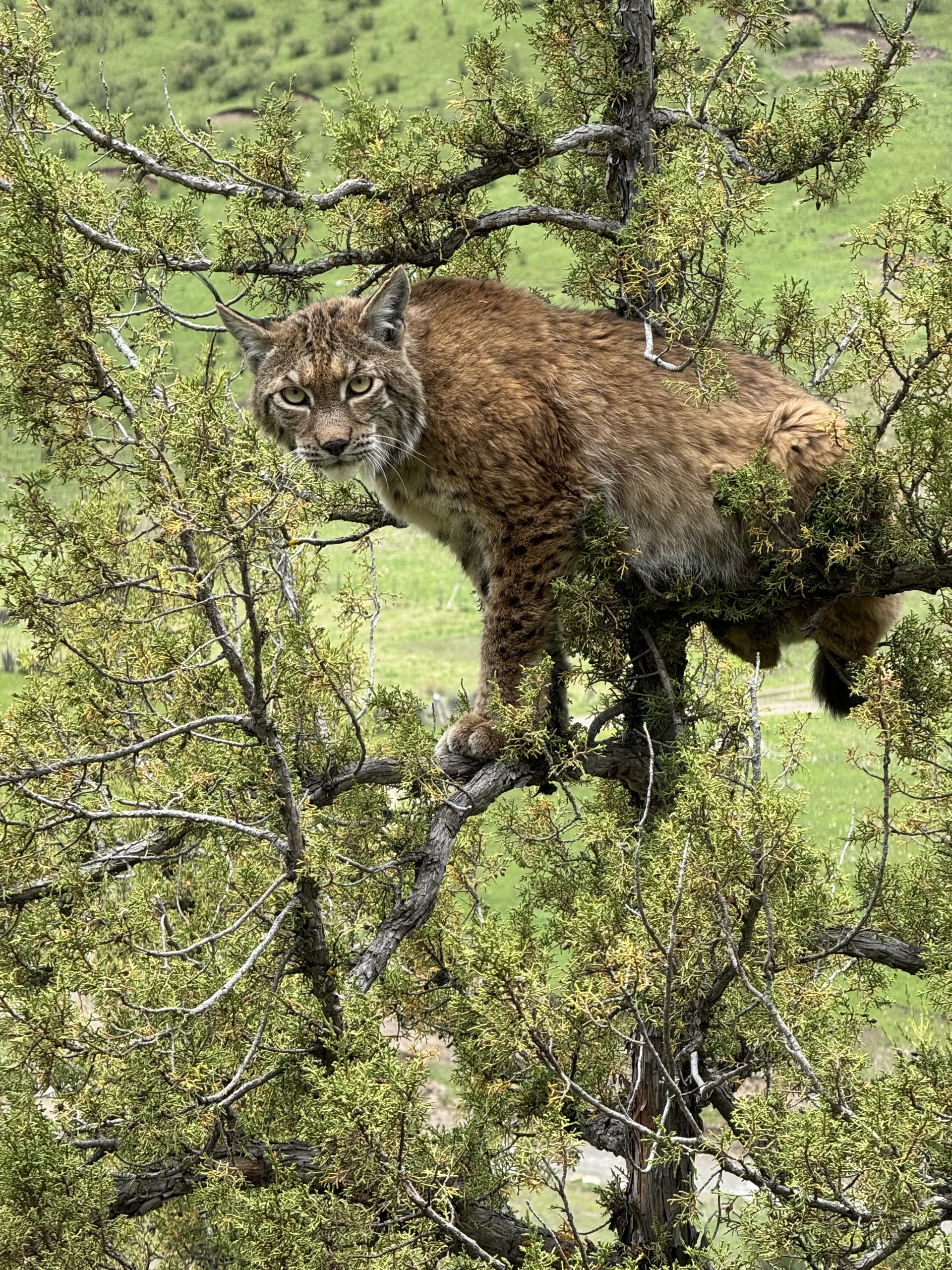Lynx