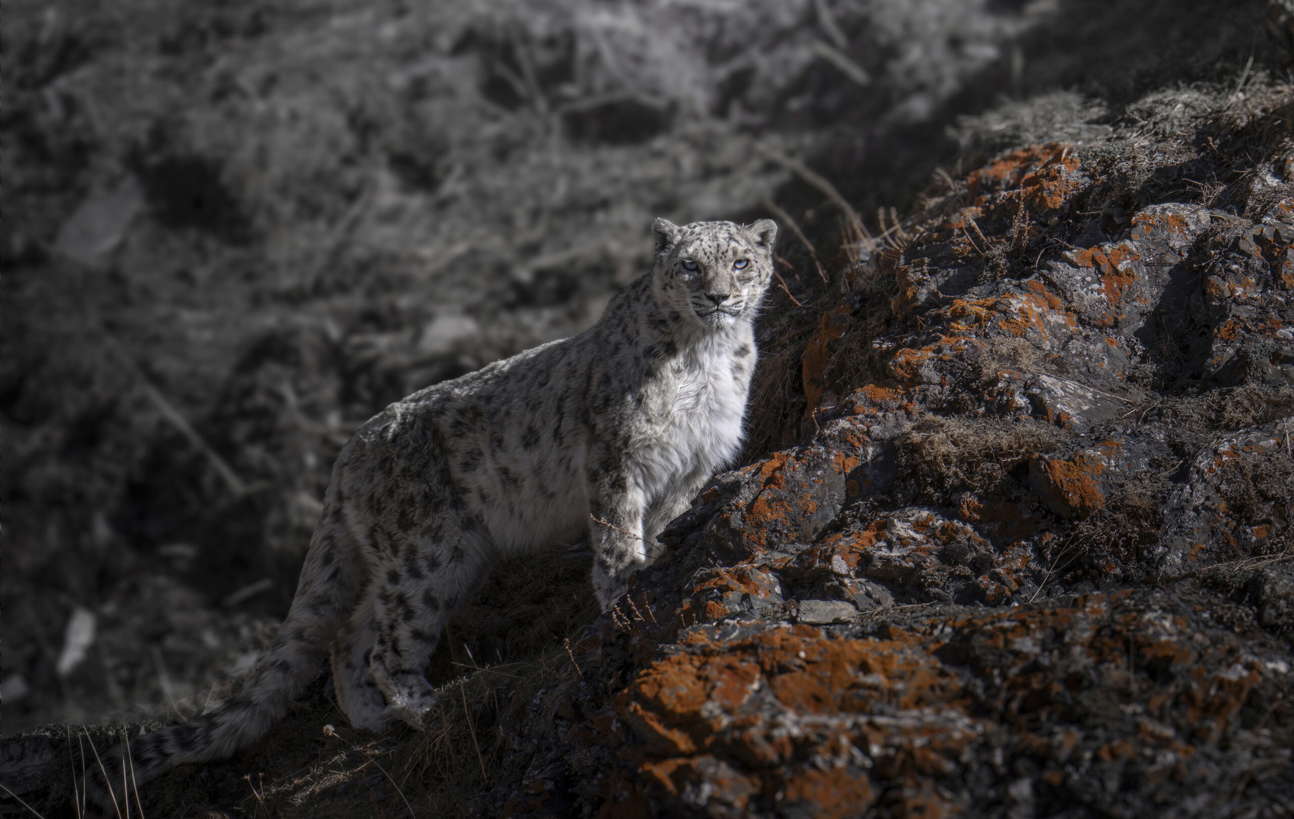 Snow Leopard in China