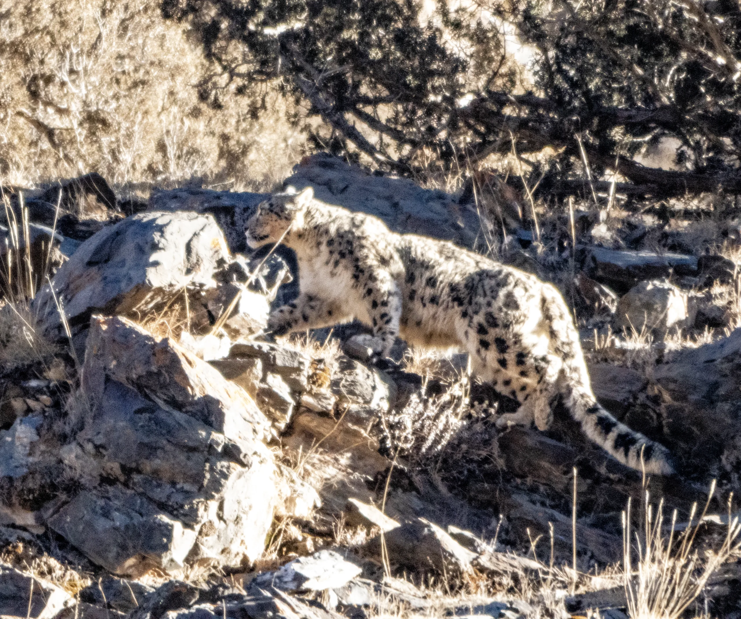 Snow Leopard
