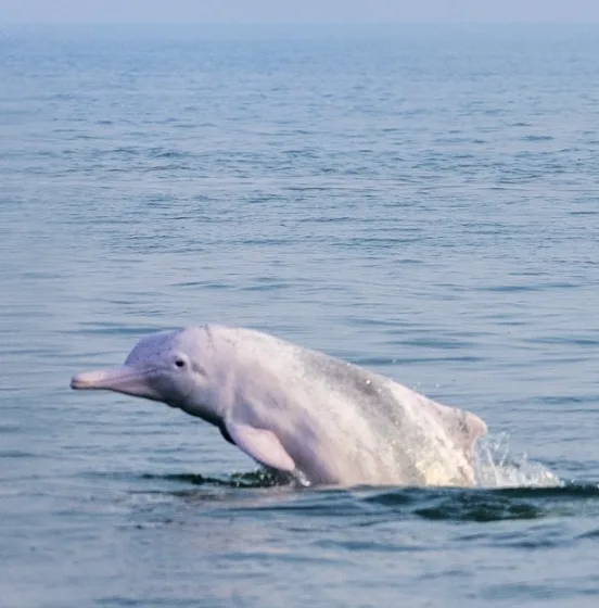 Guangxi’s Wildlife- Chinese white dolphin