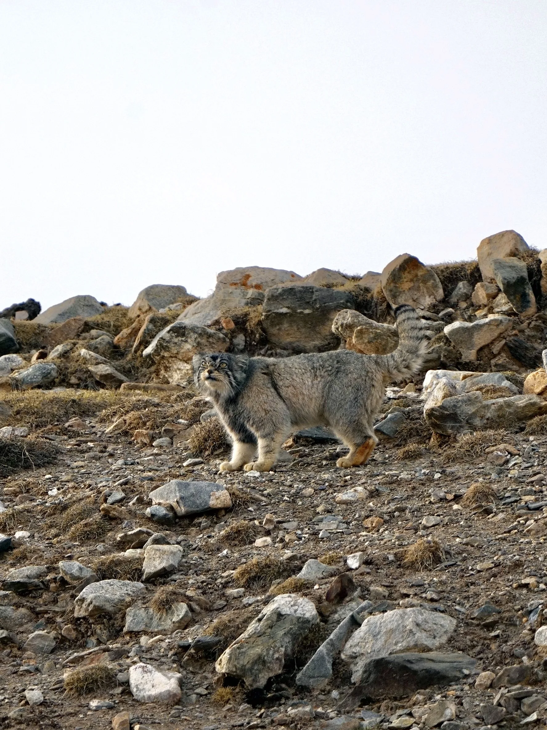 Pallas's Cat
