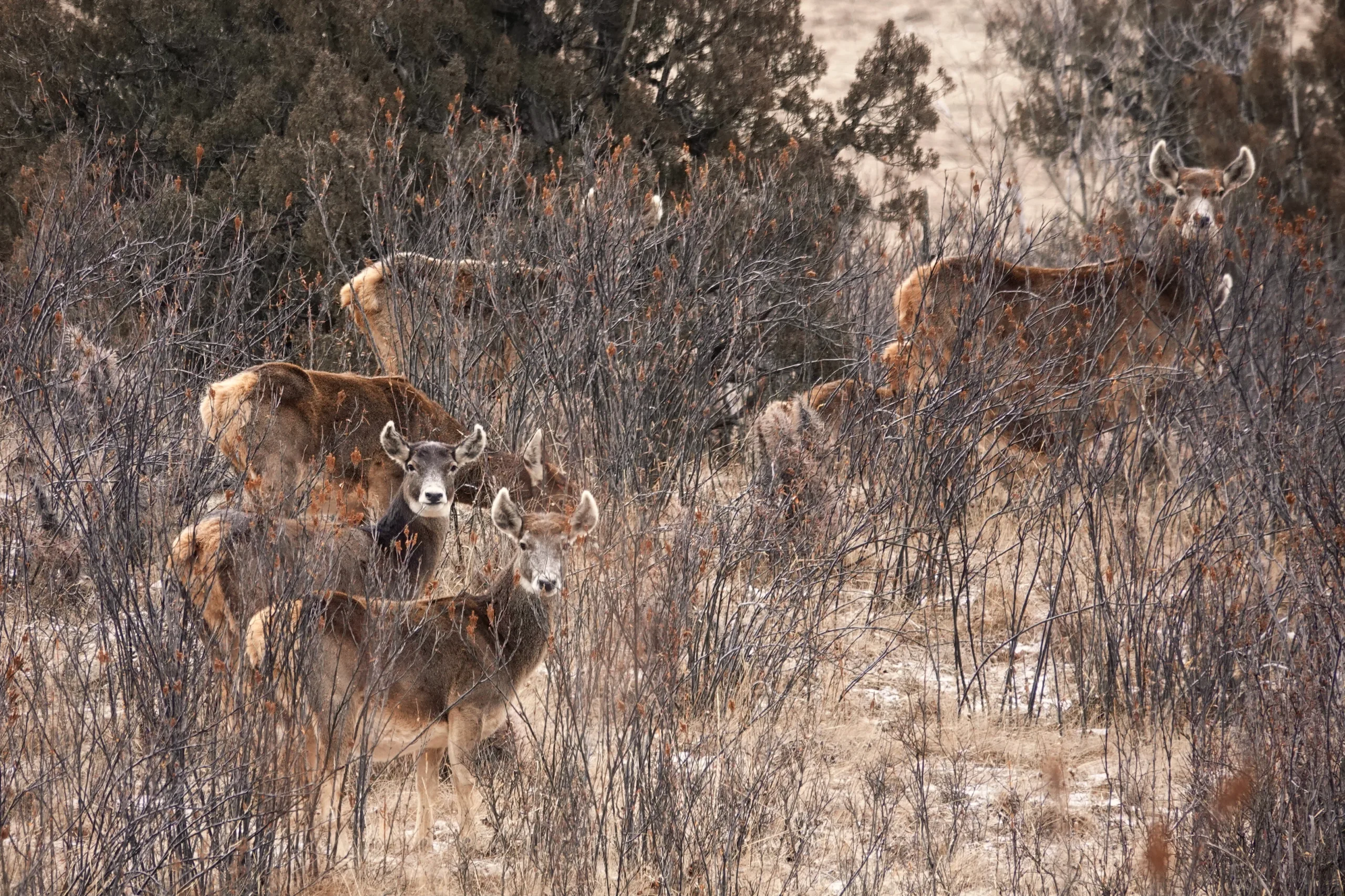 White Lipped Deer