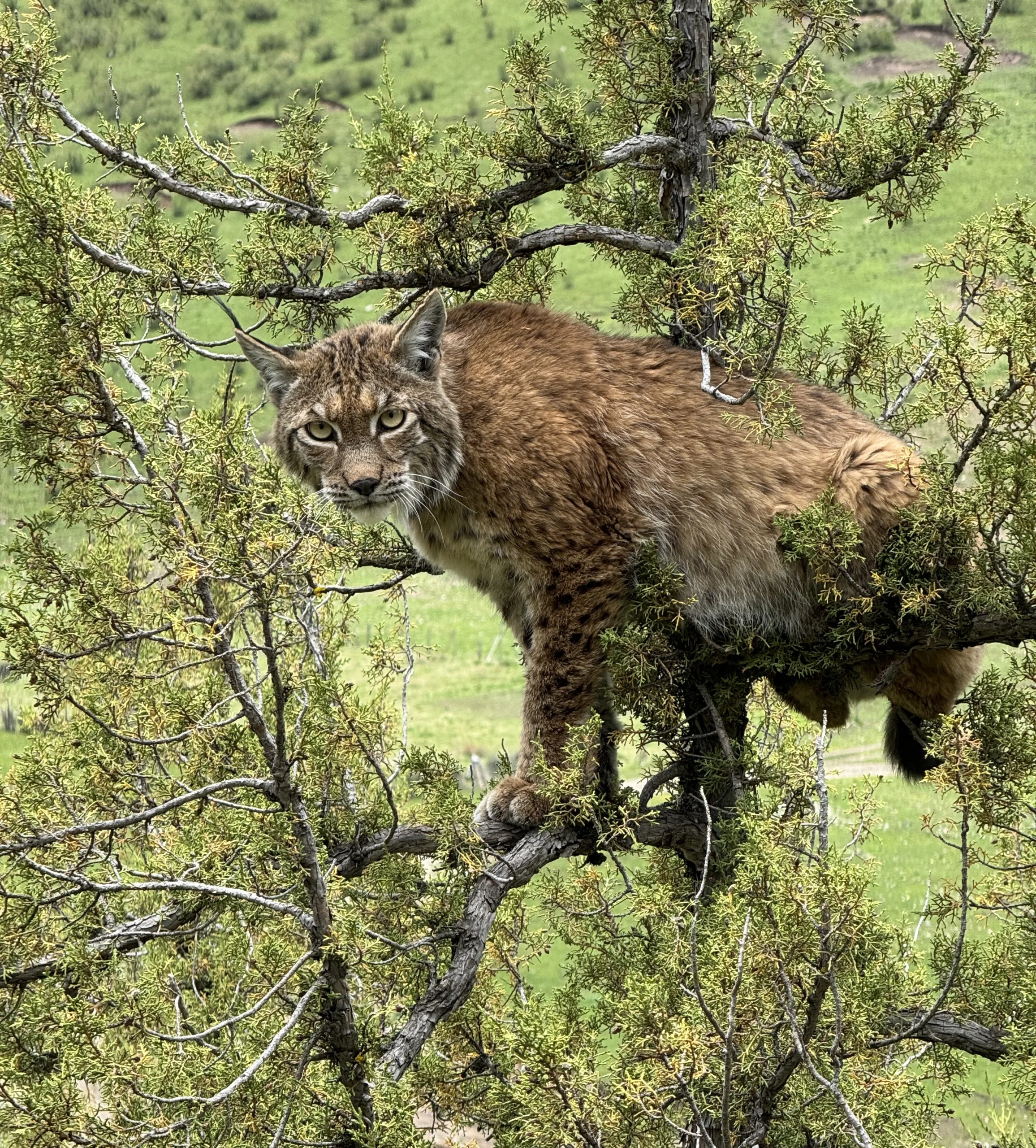 Lynx