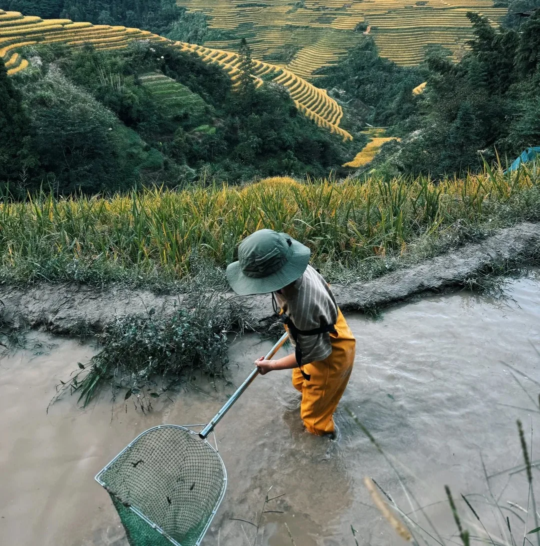 Hands-on Rice Terrace Life