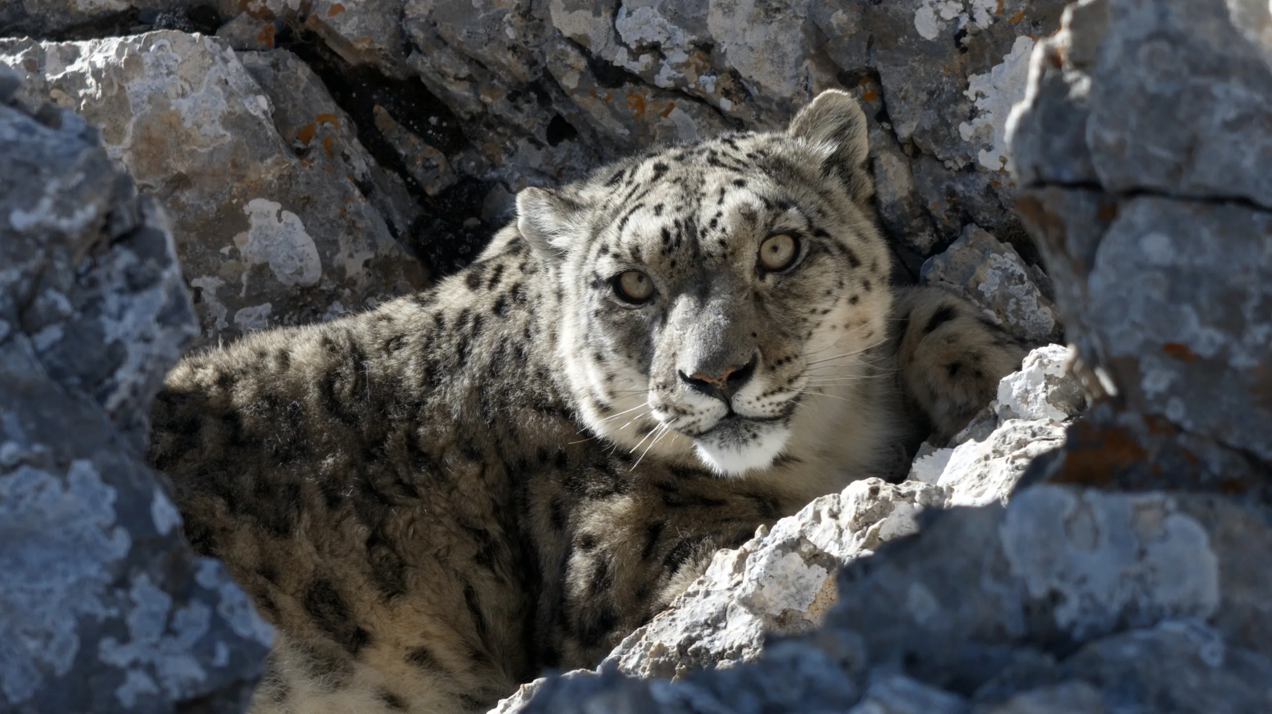 Snow Leopard