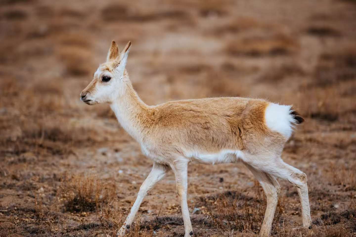 Tibetan Gazelle