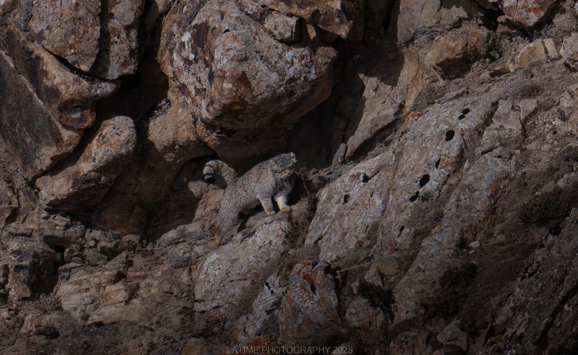 Pallas Cat