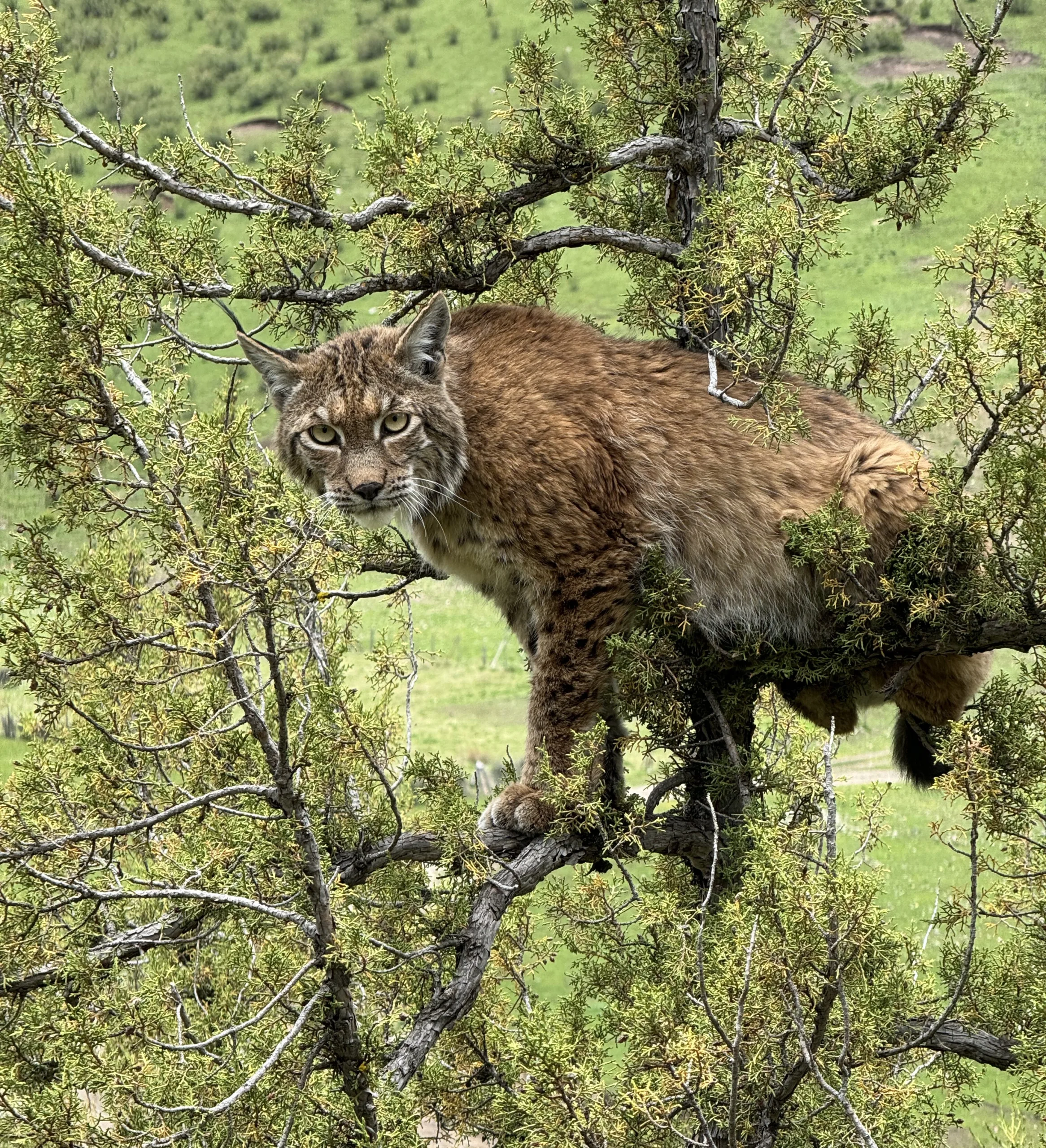 Lynx