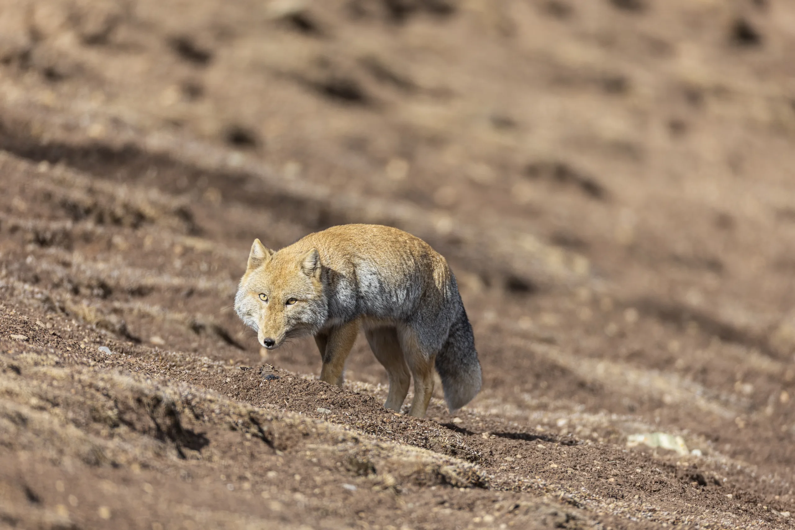 Tibetan Fox