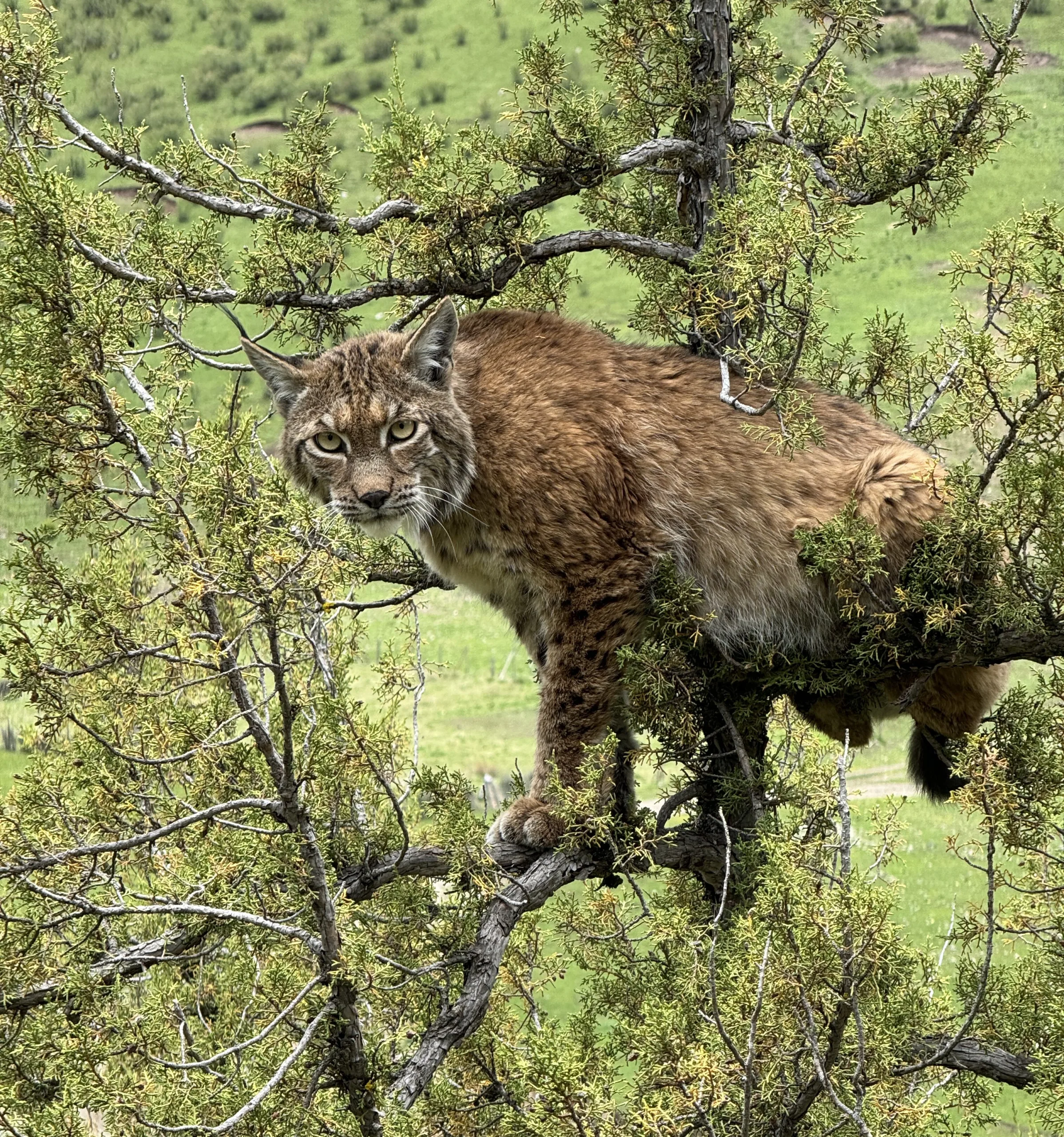 Lynx