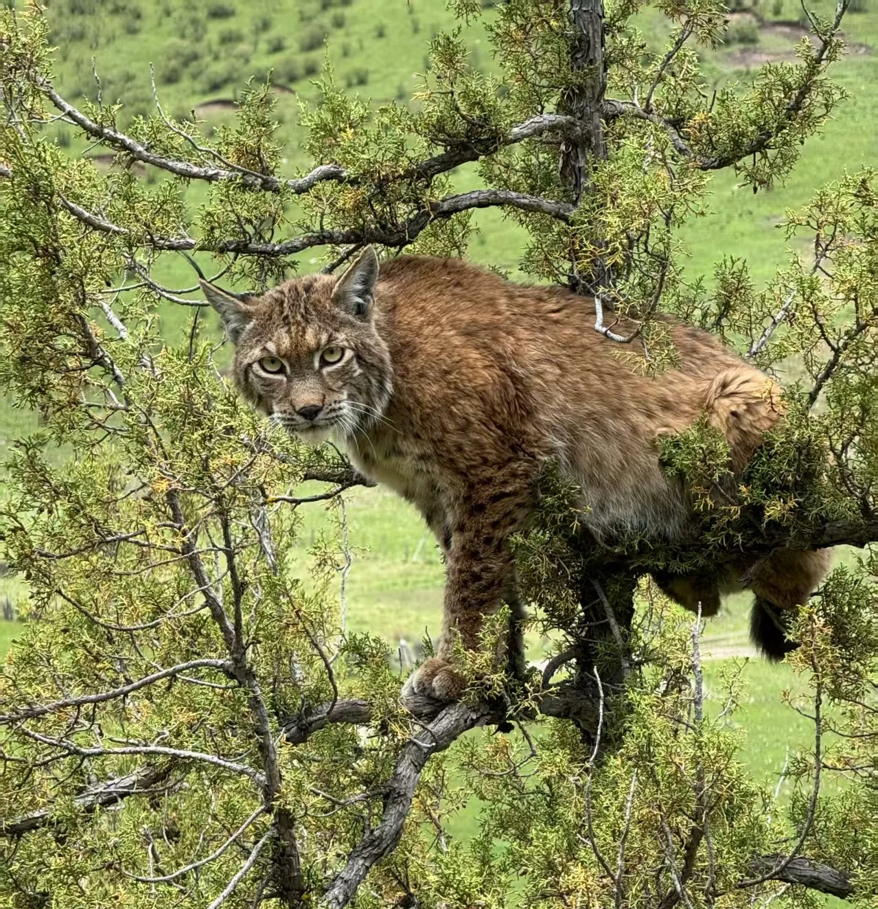 Lynx