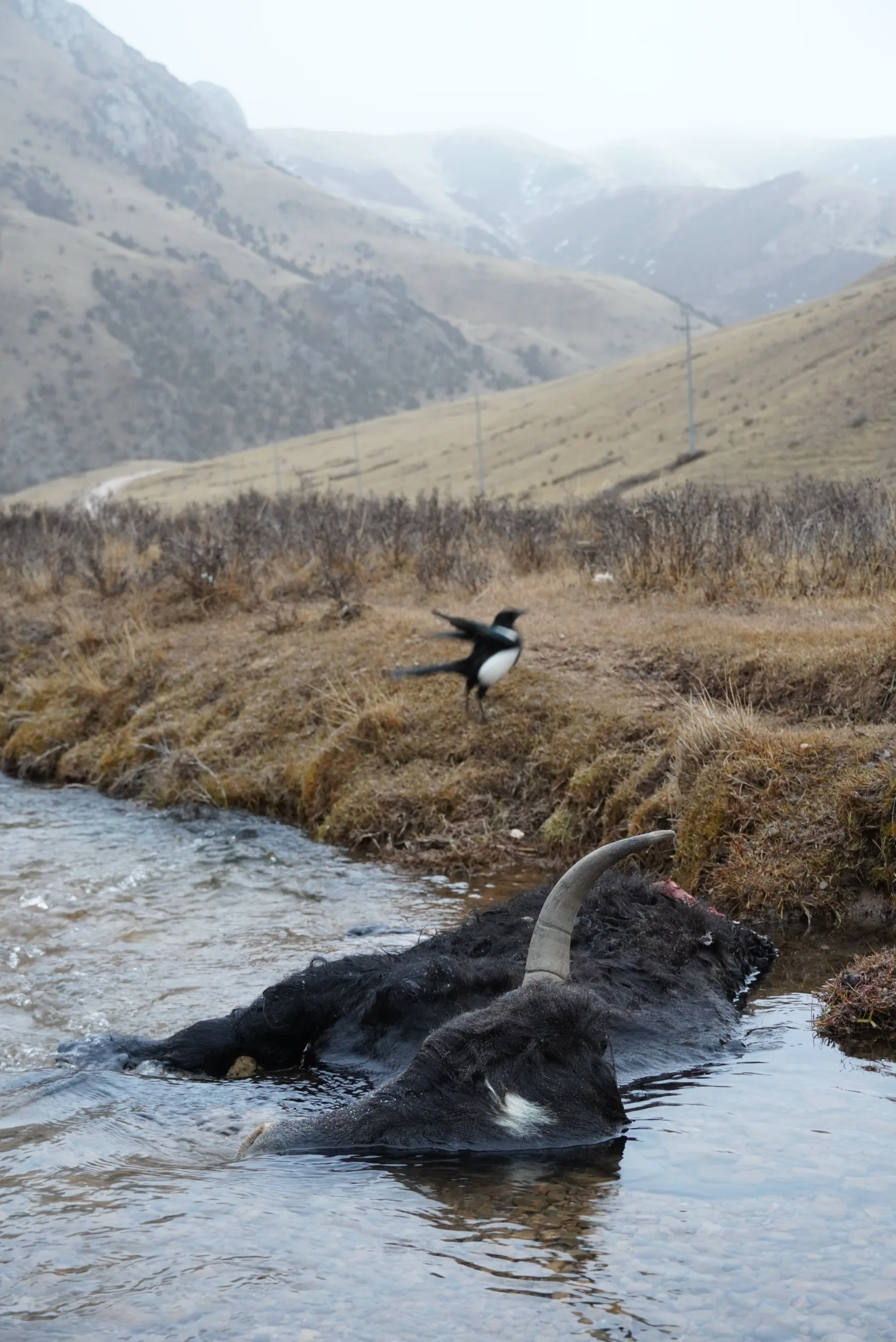 Yak In Water