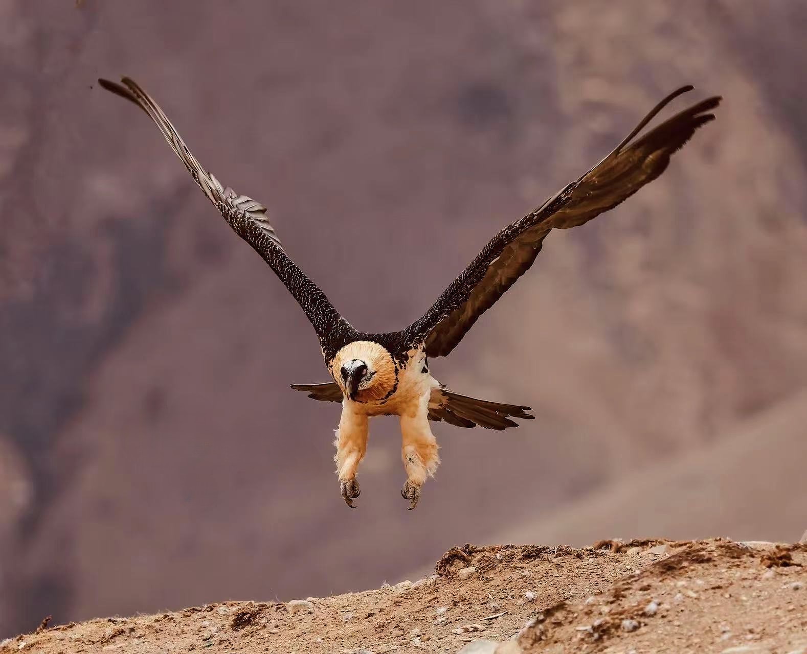Bearded Vulture Qinghai