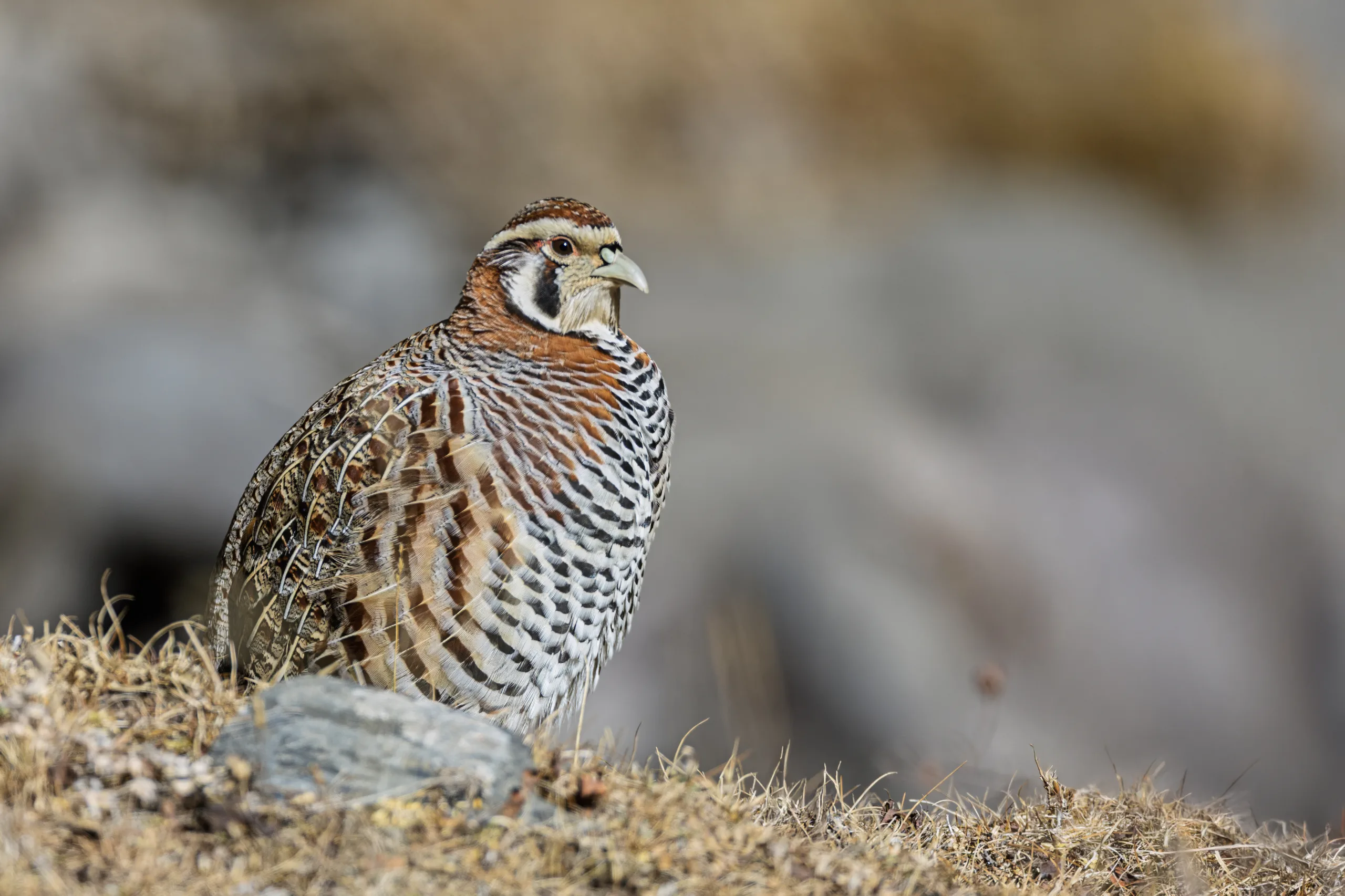 Tibetan_Partridge