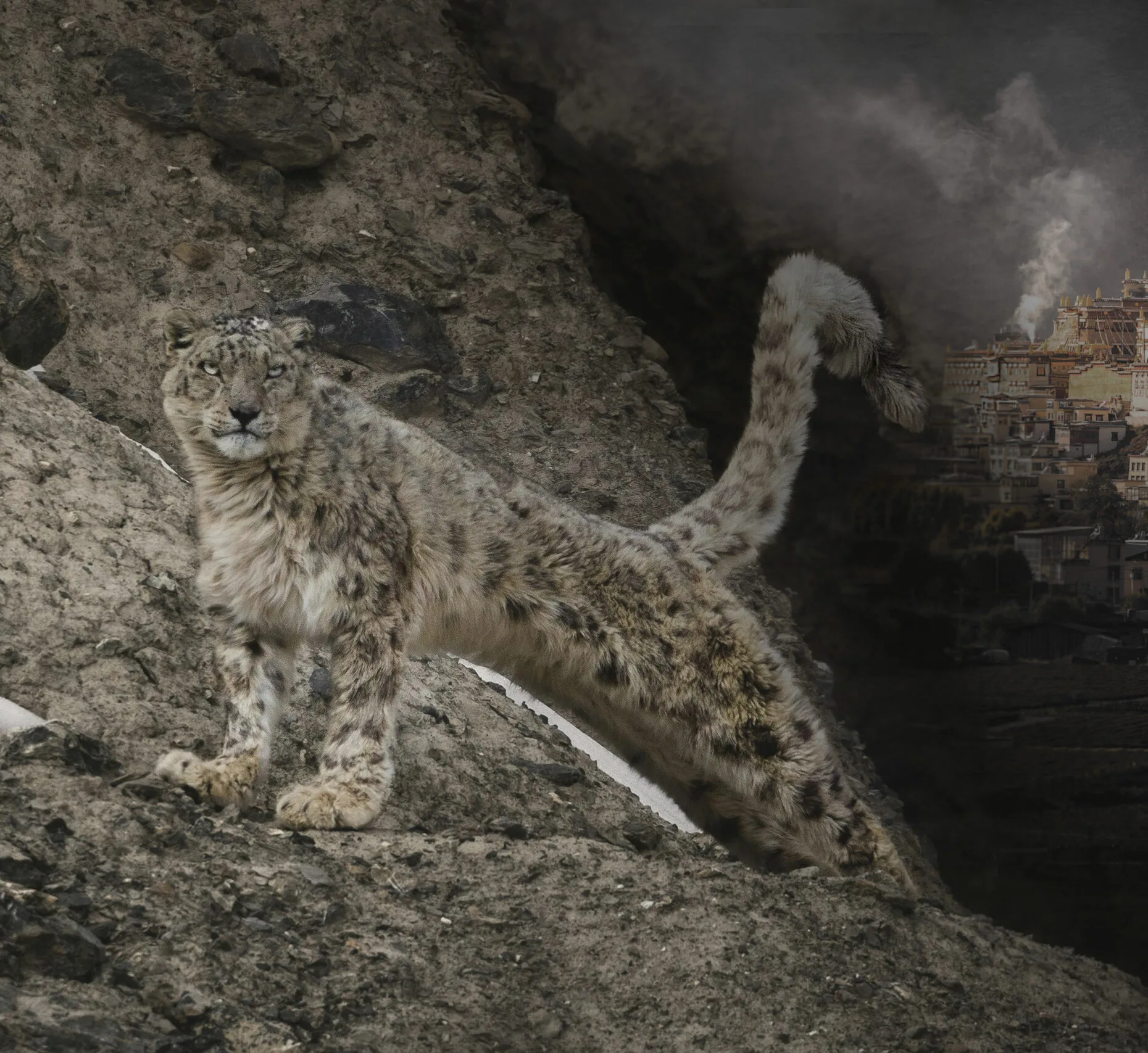 Snow leopard and Tibetan culture