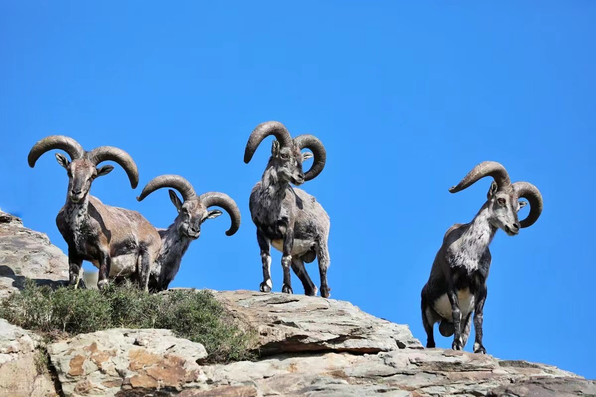 Male Blue Sheep