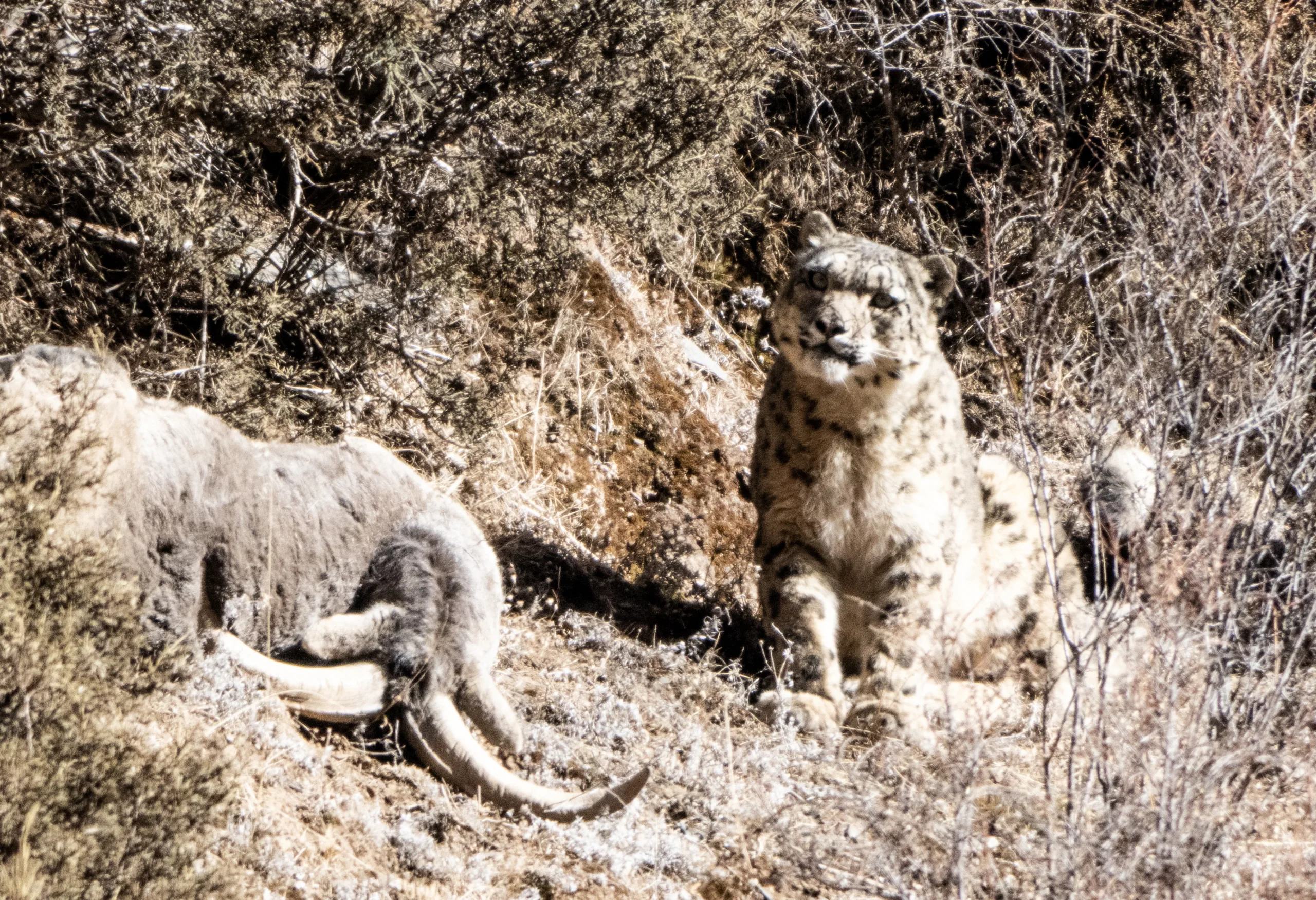 China Snow Leopard Qinghai Yunta