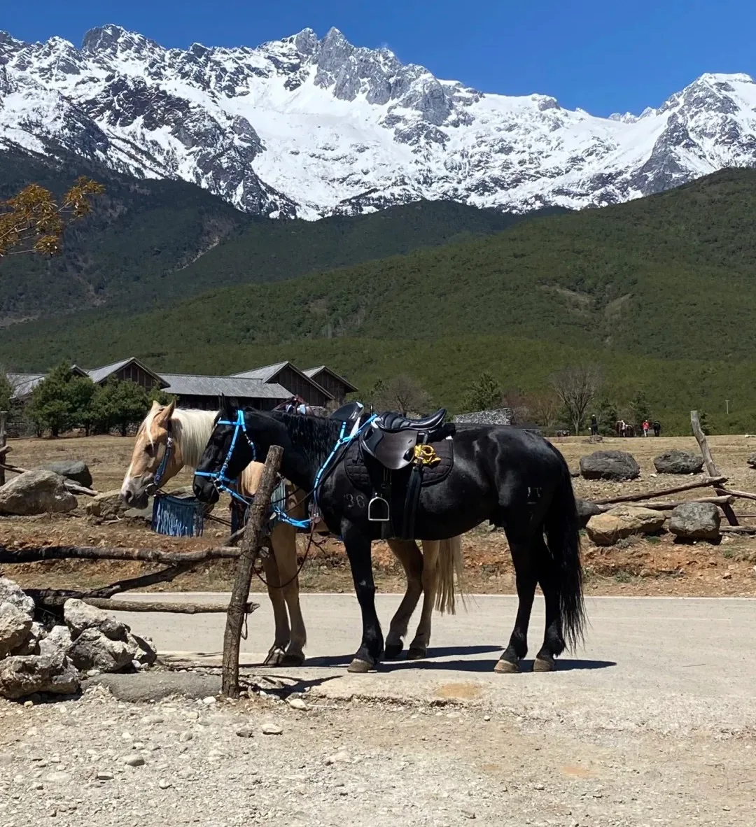 Ride a horse to Snow Mountain