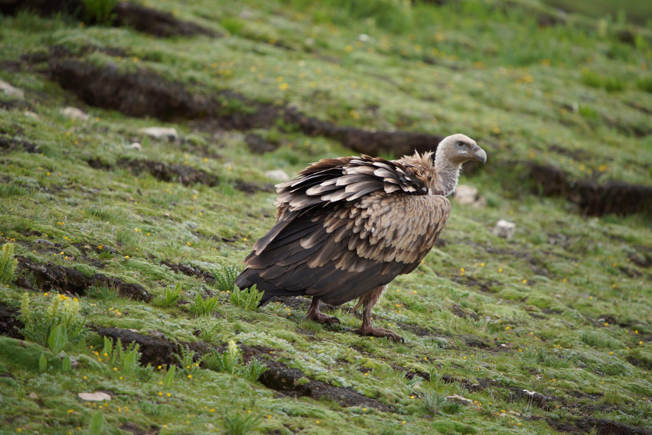 Himalayan Vulture