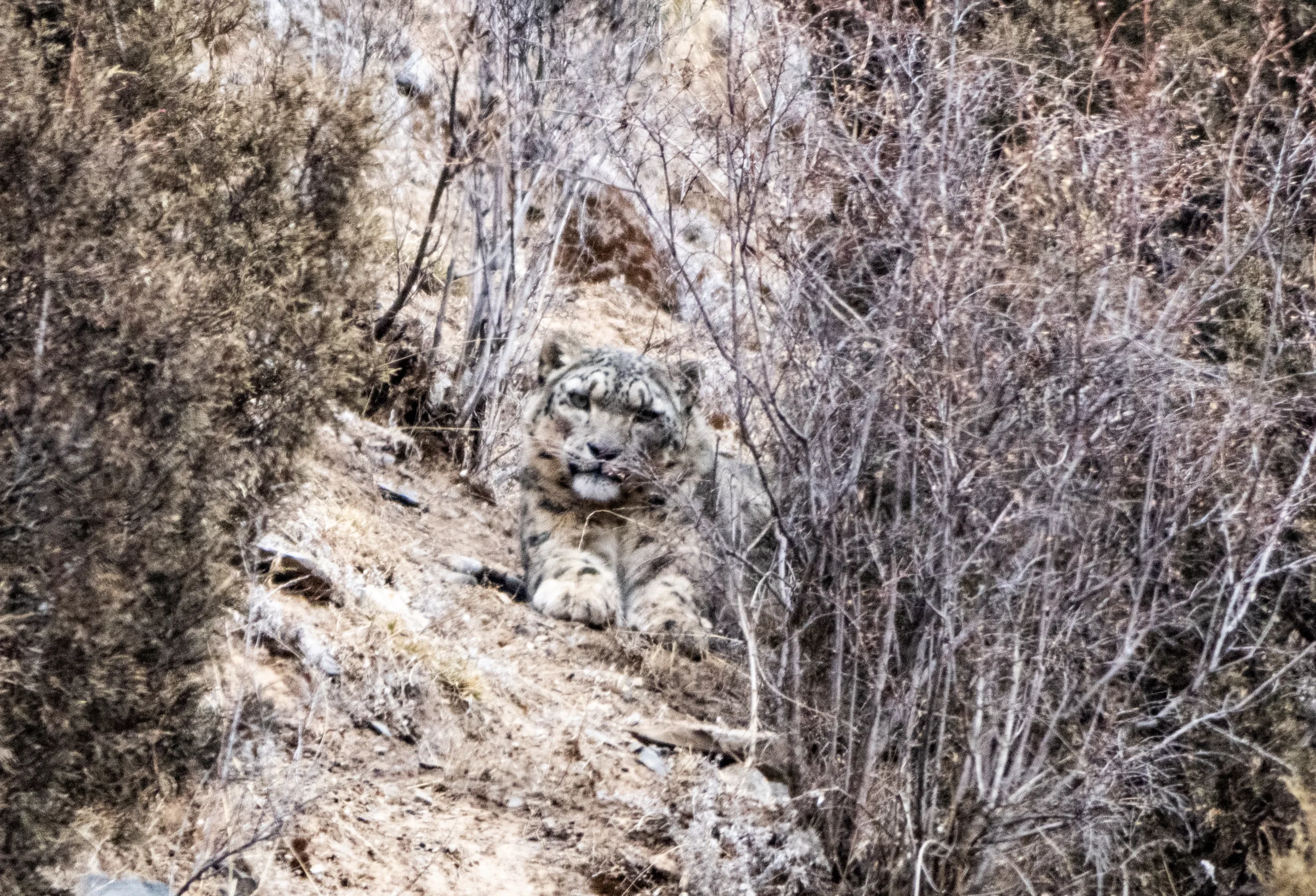 China Snow Leopard Tour