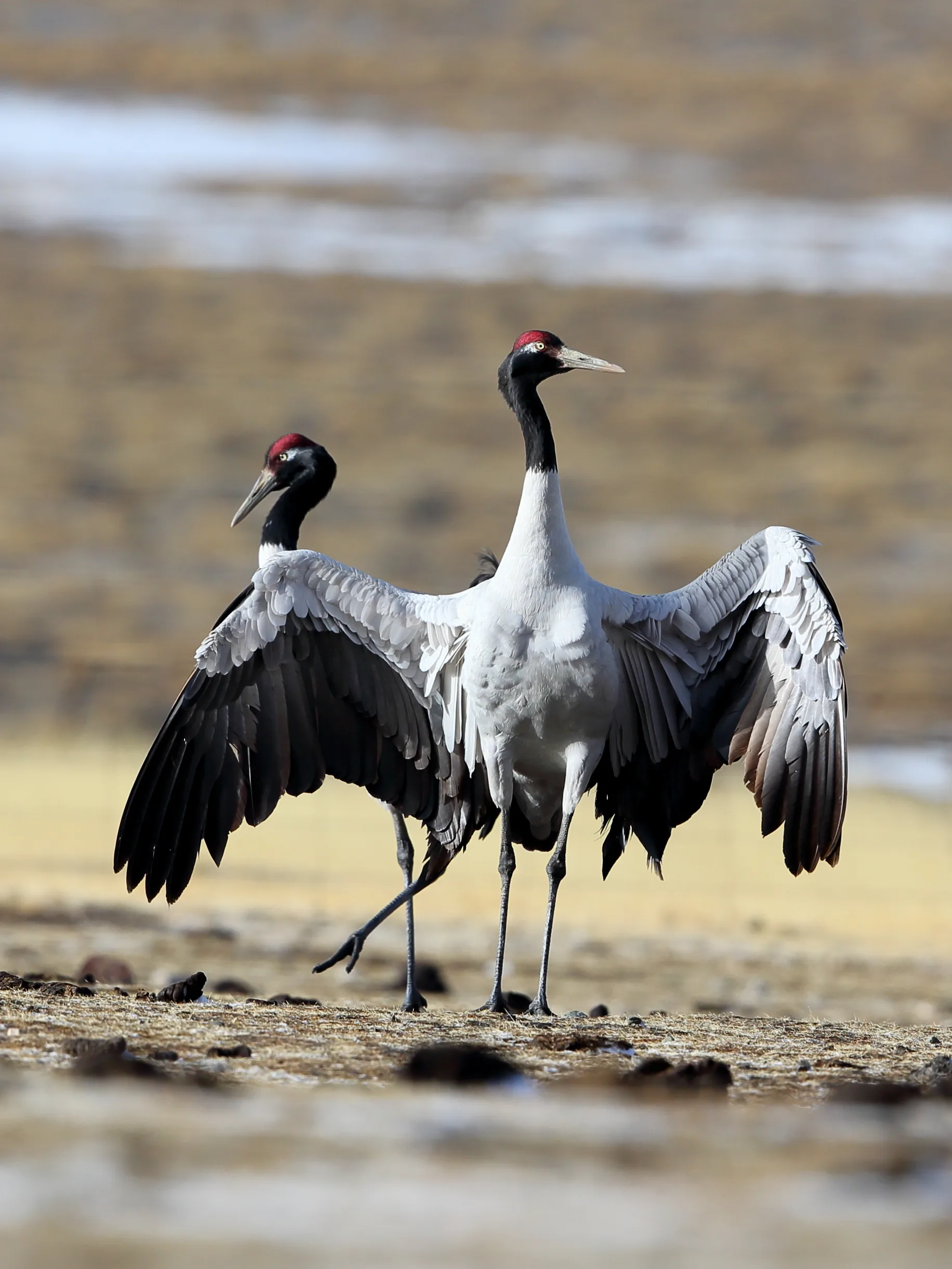 Black Necked Crane