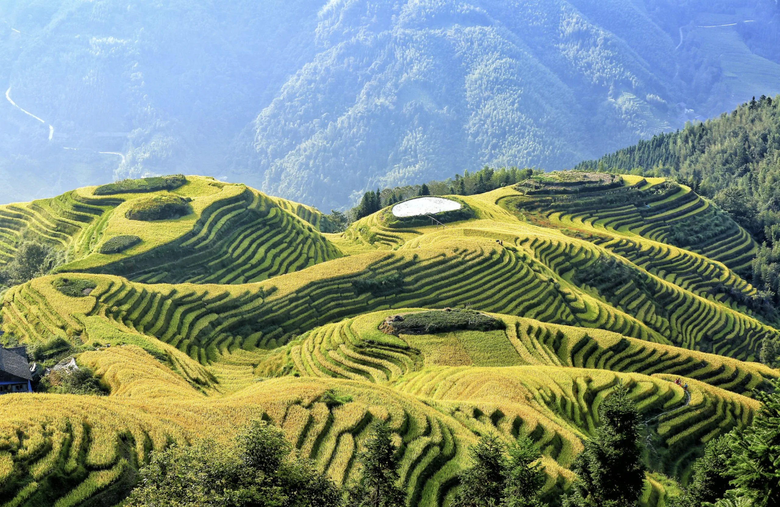 Longji Rice Terraces