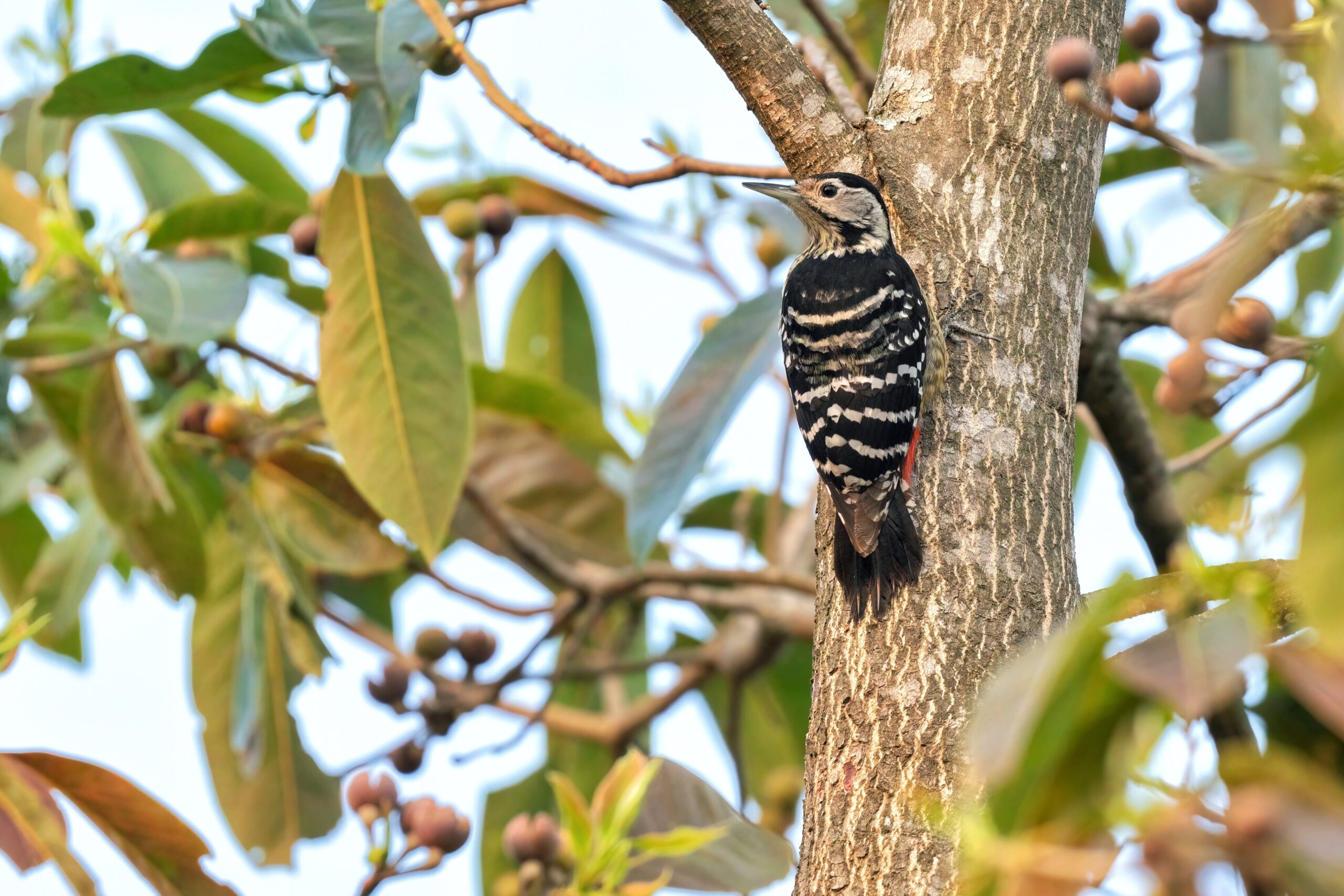 Stripe-breasted Woodpecker