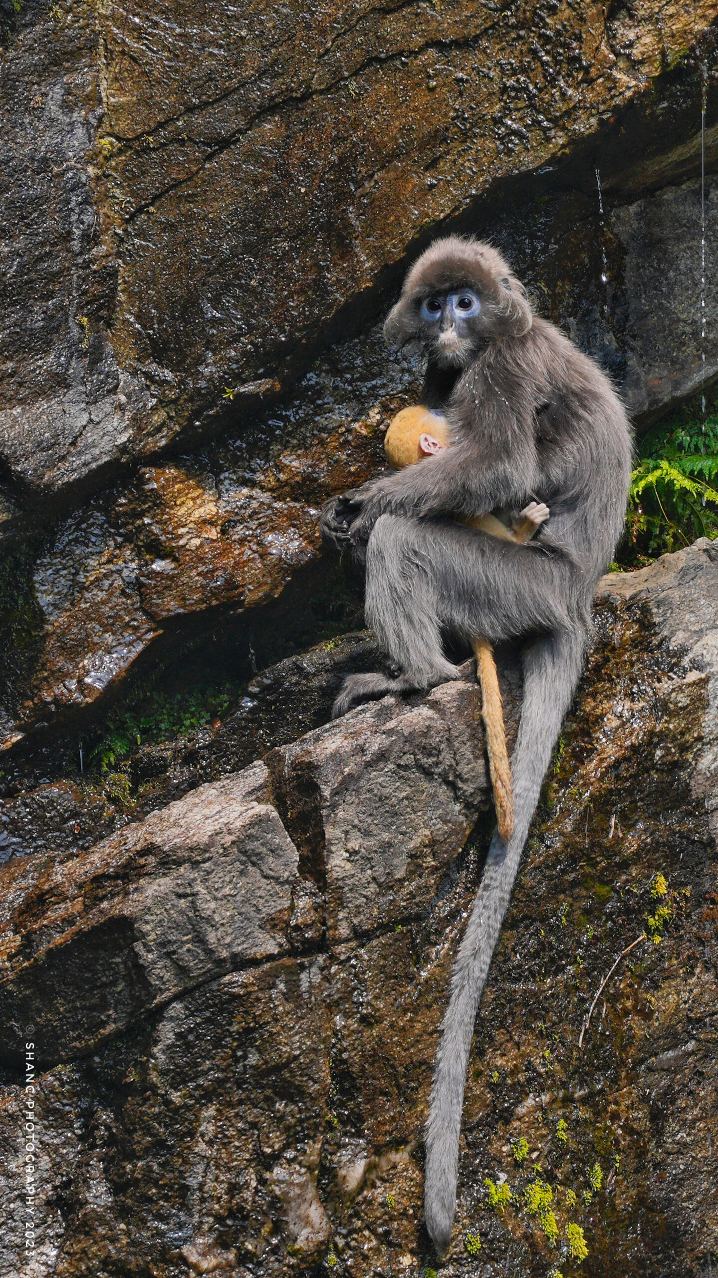 Shan Langur