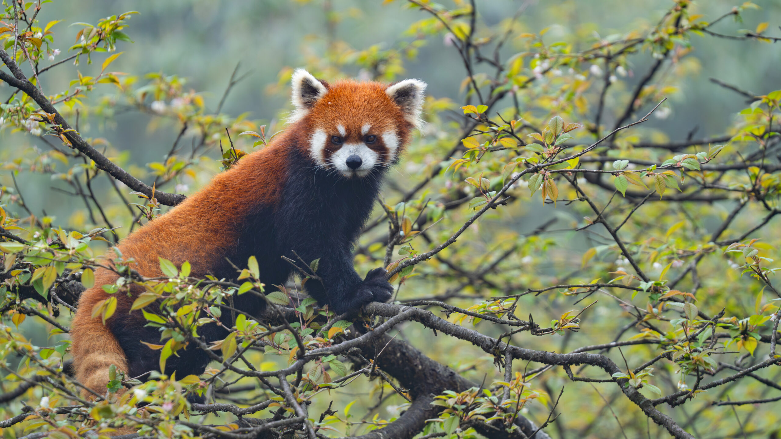 Red Panda
