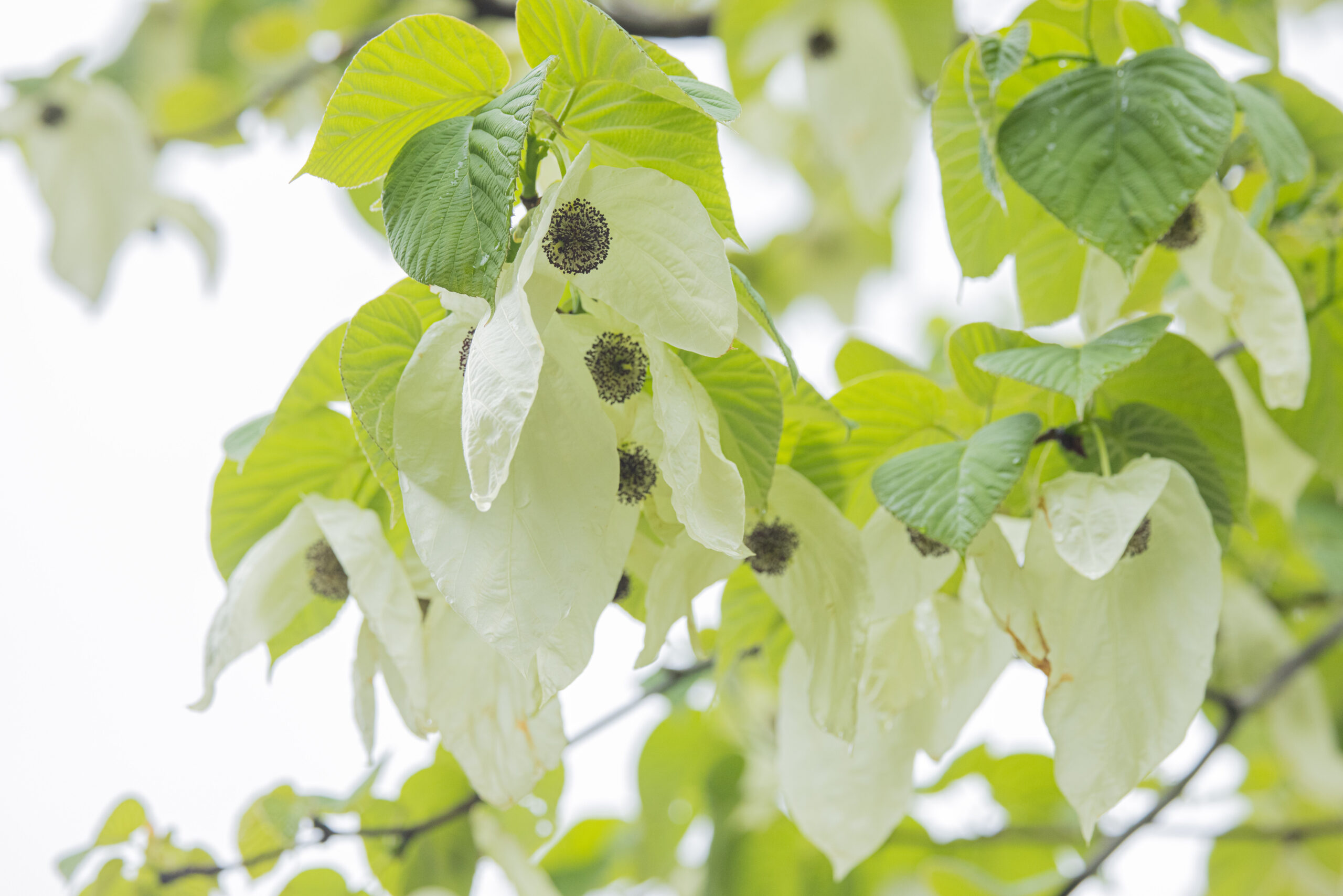 Davidia involucrata in sichuan China
