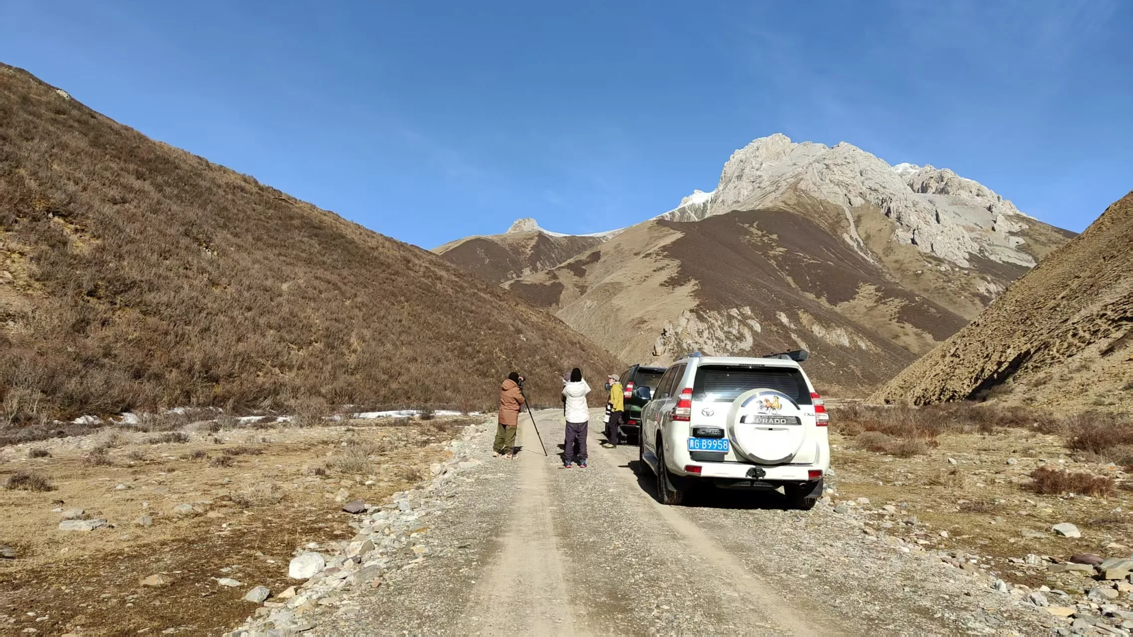 China Snow Leopard: A Complete Guide to Where, When and How to See Them