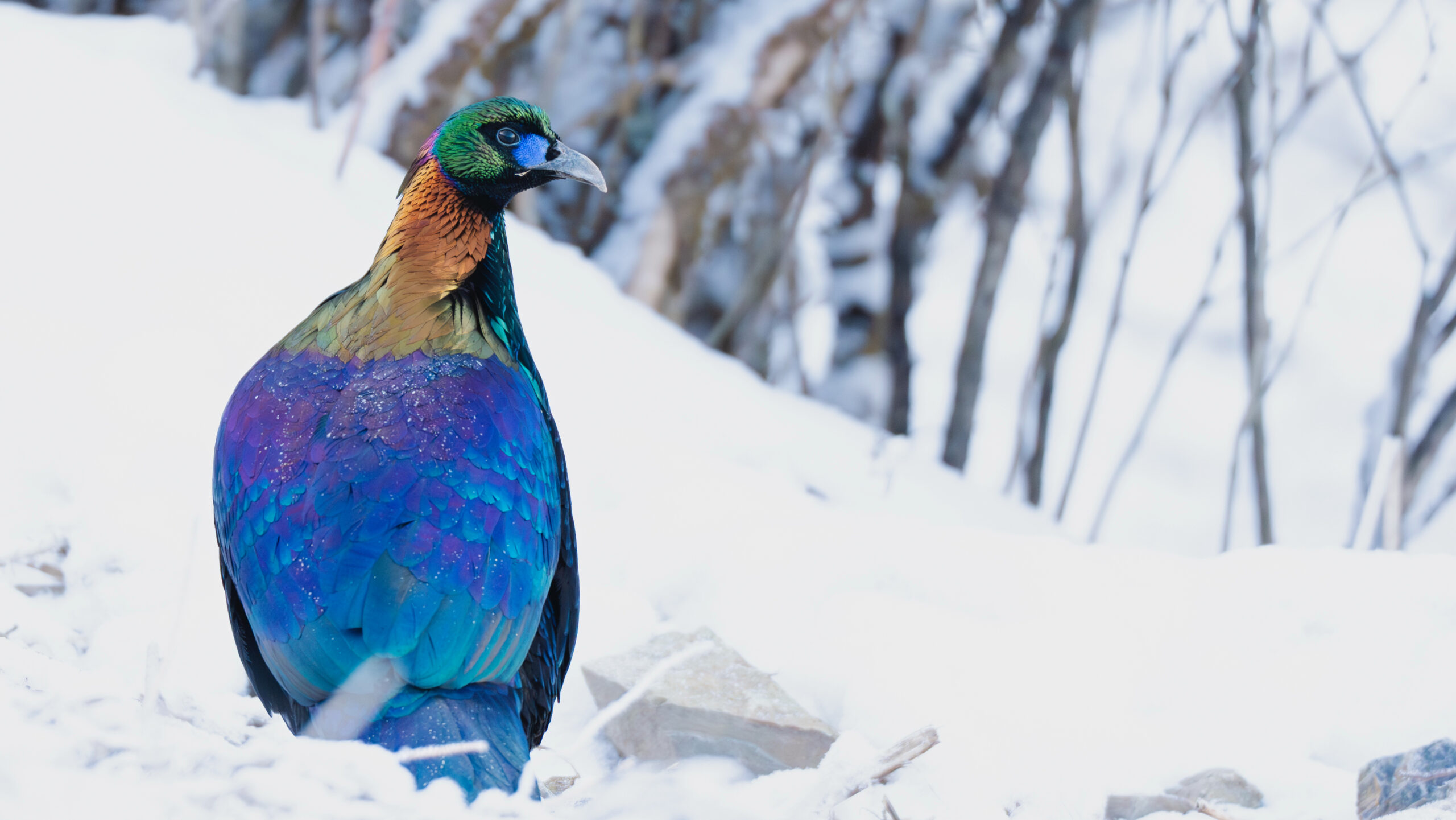 Chinese Monal