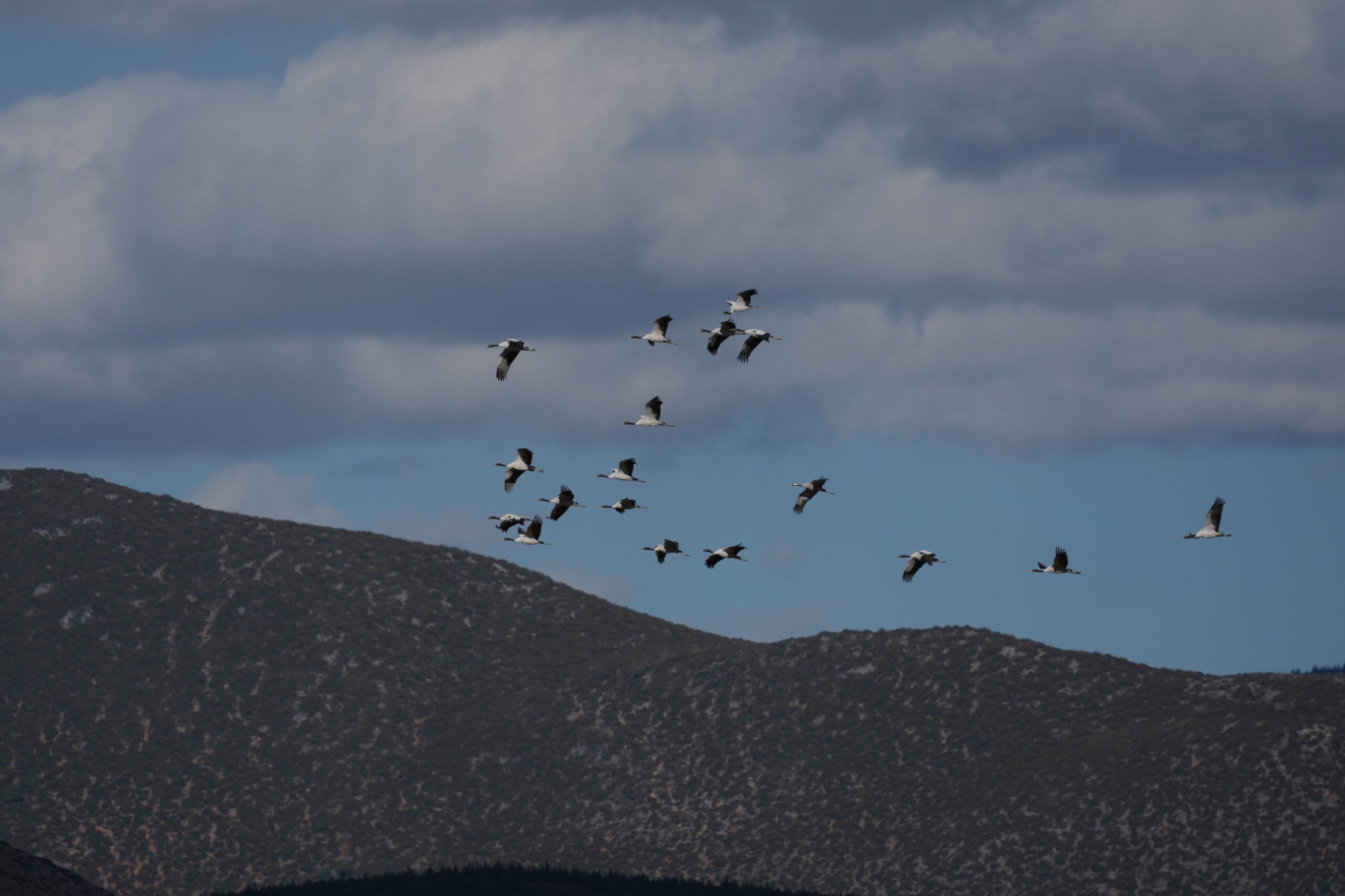 Black-necked Crane
